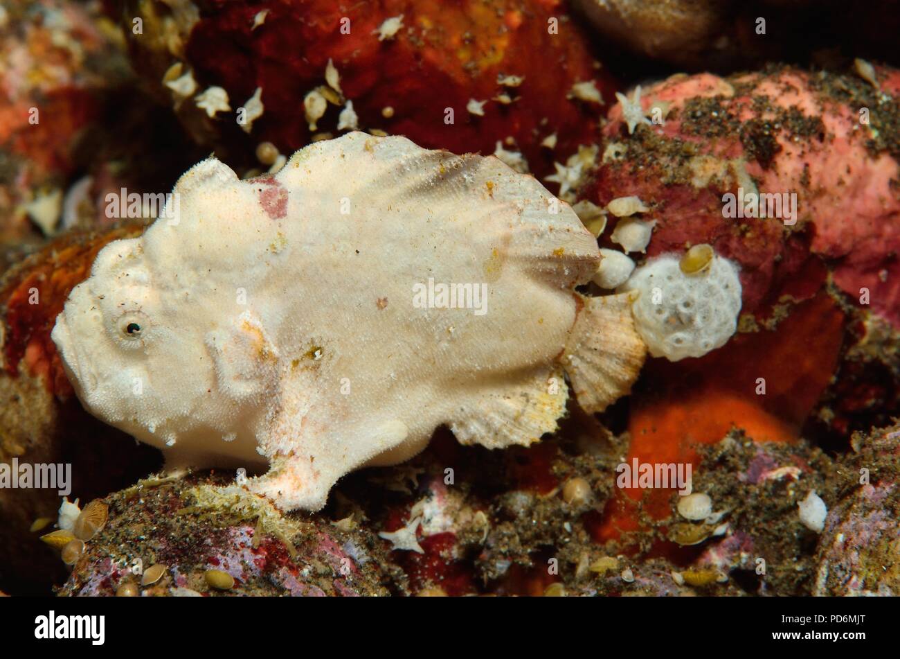 randall's frogfish, Randalls Anglerfisch, Antennarius randalli, Tulamben, Bali, indonesia, Indonesien Stock Photo