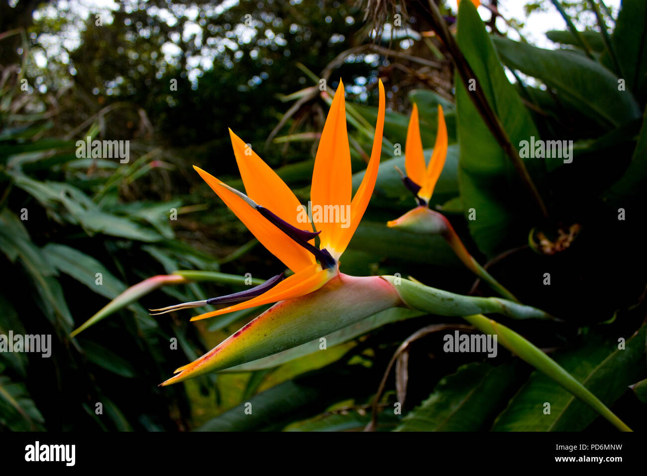 Paradise flower of orange in the green vegetation of New Zealand Stock Photo Alamy