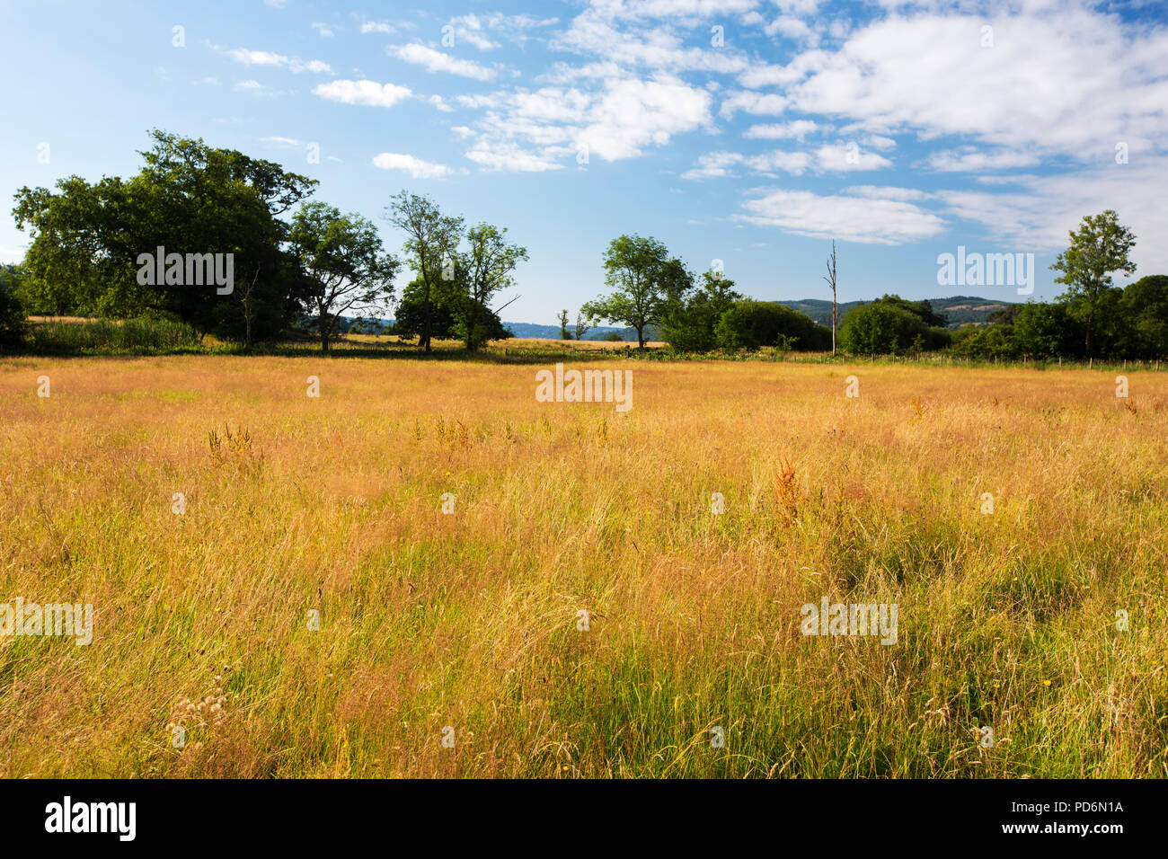 Hay meadows turned brown at Waterhead, by the ongoing drought like conditions, Ambleside, Lake District, UK, summer 2018. Stock Photo