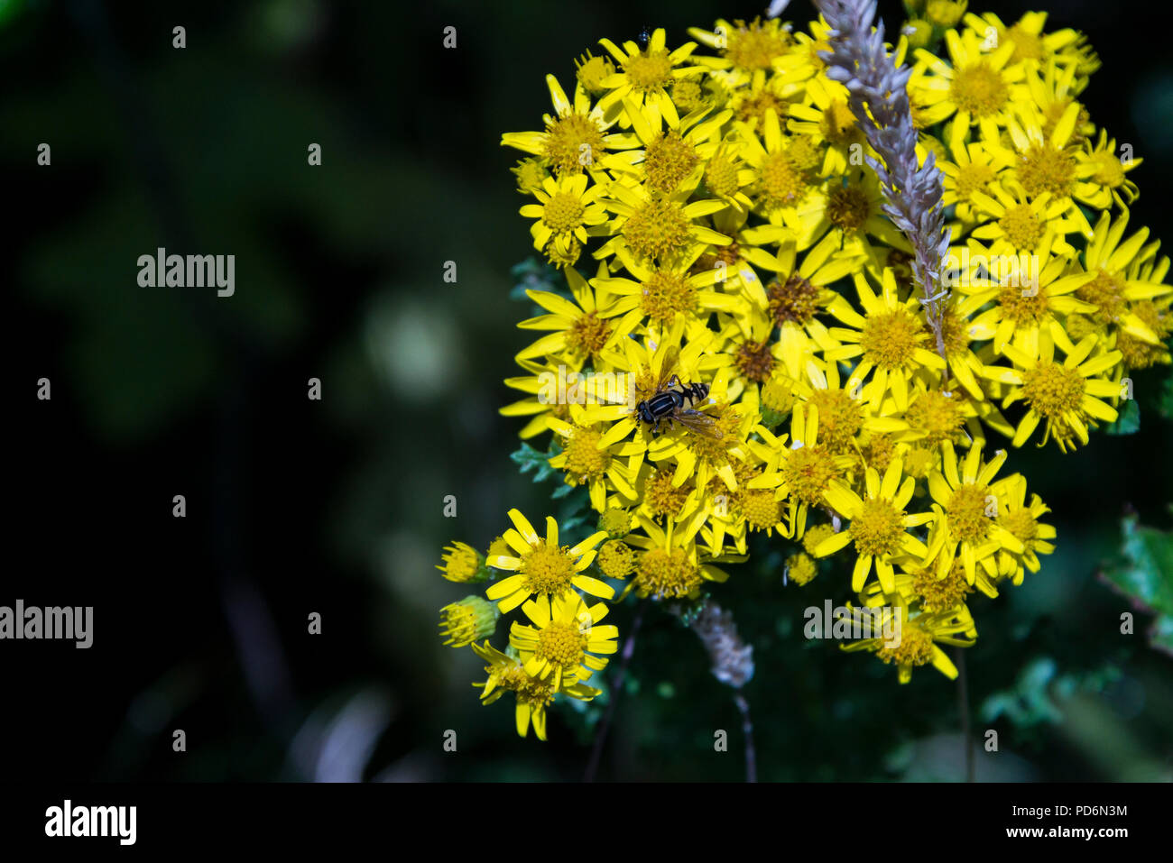 A hoverfly on the flowers of a common ragwort (Jacobaea vulgaris) Stock Photo