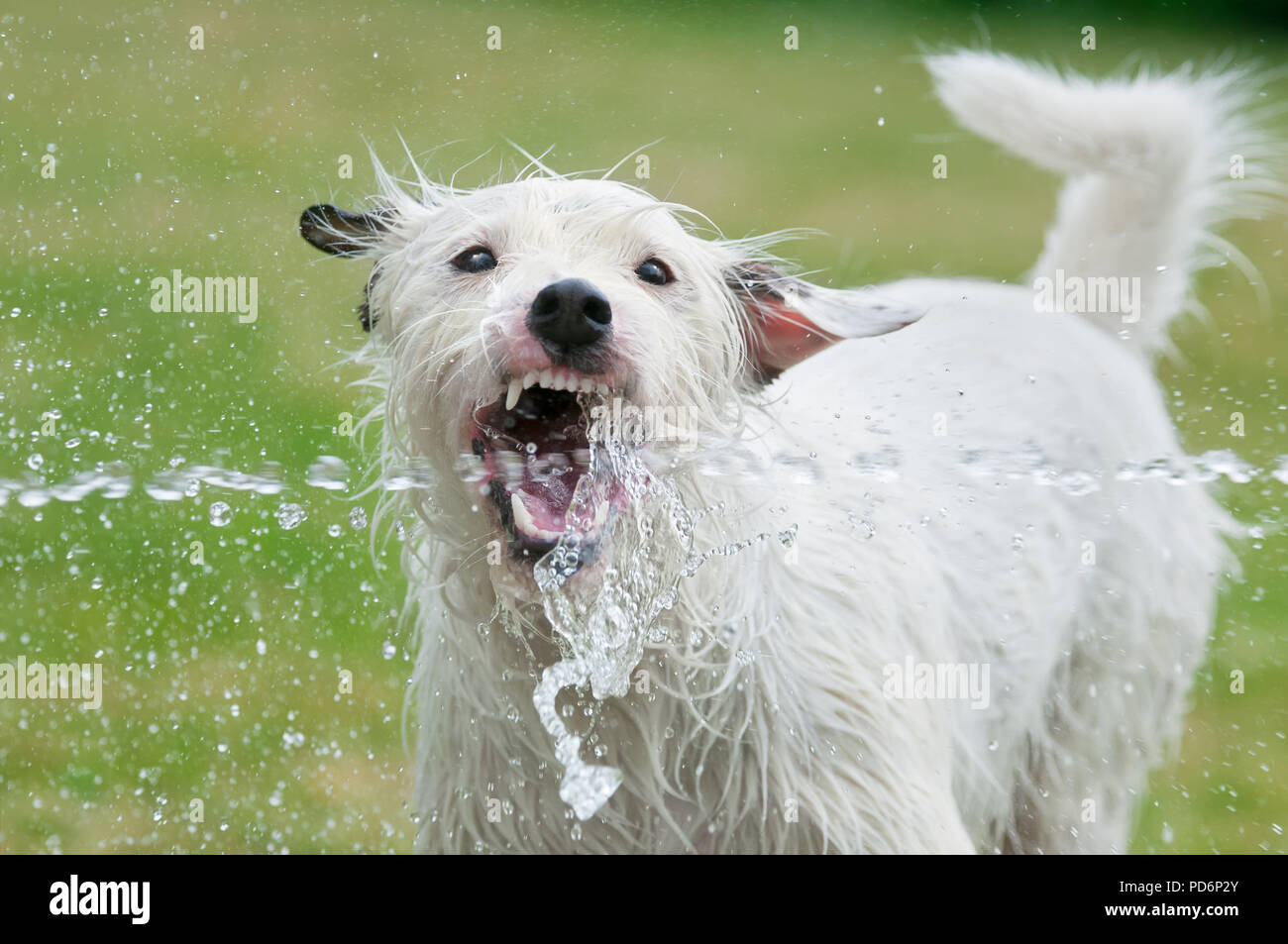 Jack Russell Terrier dog catches with its open mouth a water jet from a garden hose and drinks the fresh water on a hot summer day Stock Photo