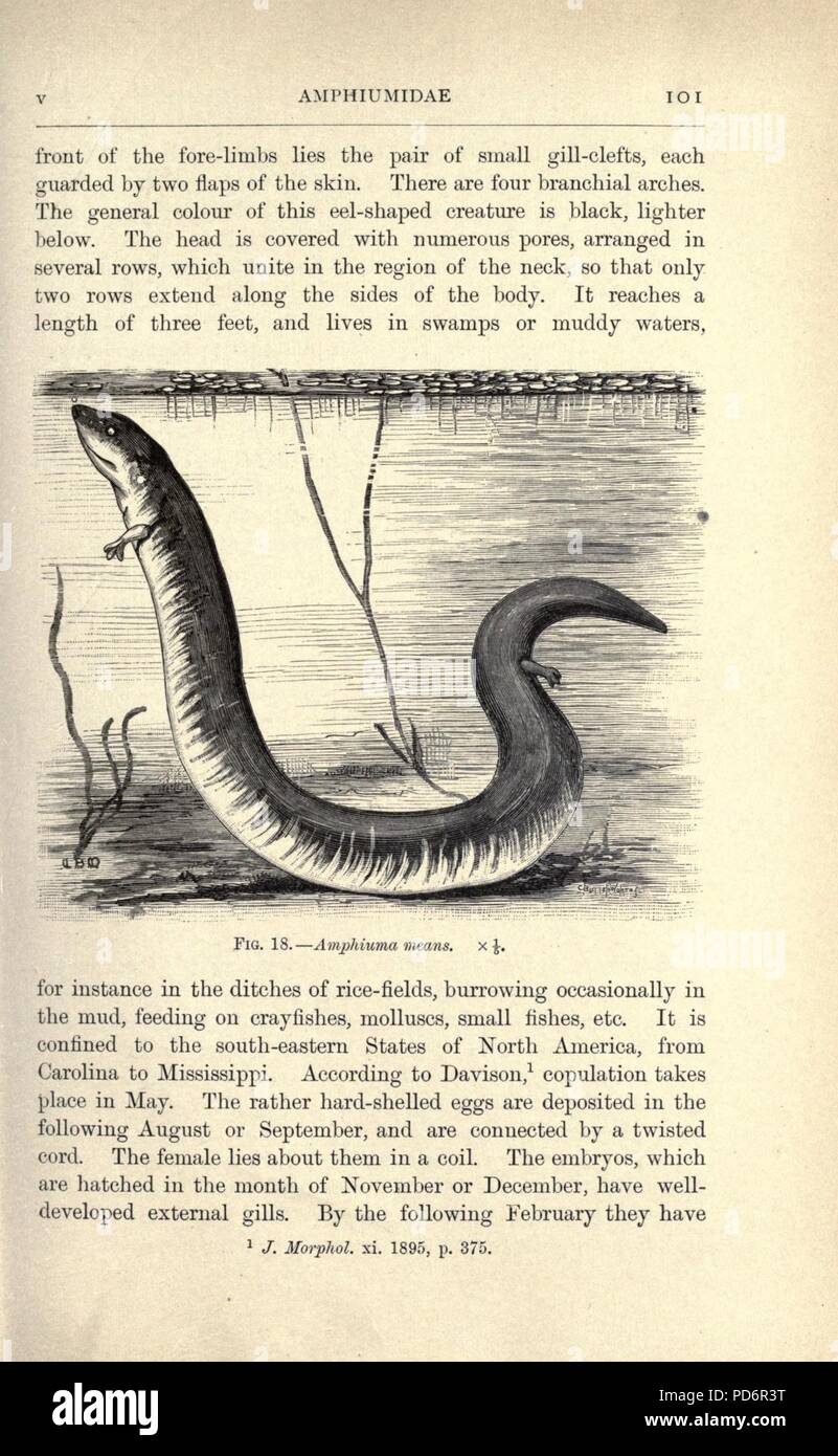 Amphibia and reptiles (Page 101, Fig. 18 Stock Photo - Alamy