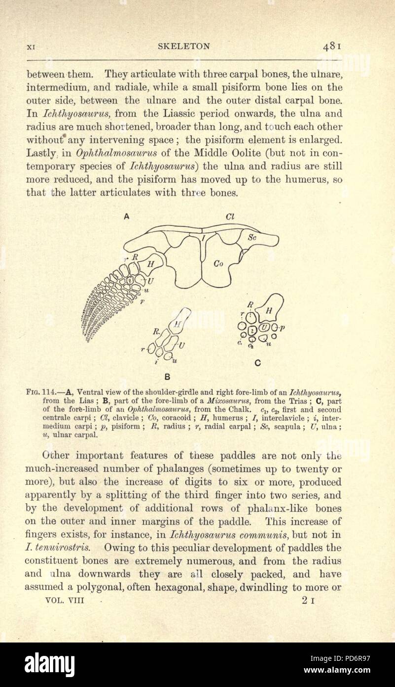 Amphibia and reptiles (Page 481, Fig. 114) Stock Photo
