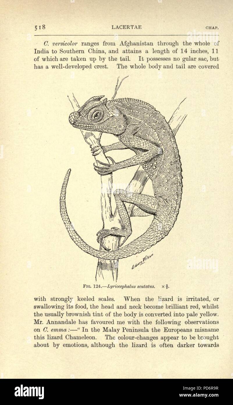 Amphibia and reptiles (Page 518, Fig. 124) Stock Photo