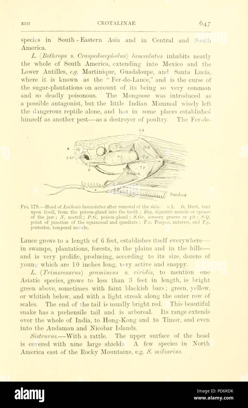 Amphibia and reptiles (Page 647 Stock Photo - Alamy