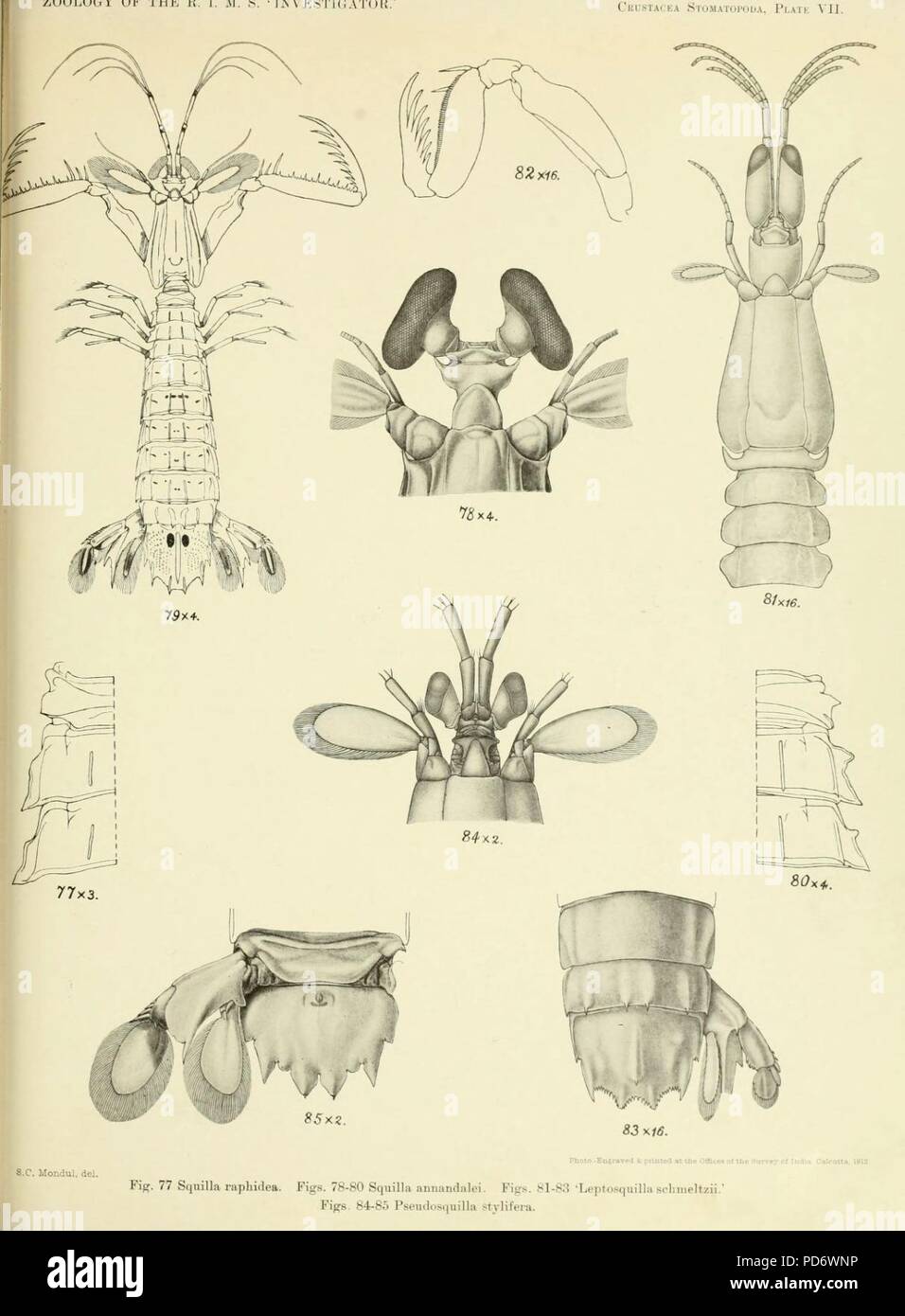 An account of the Crustacea Stomatopoda of the Indo-Pacific region ...