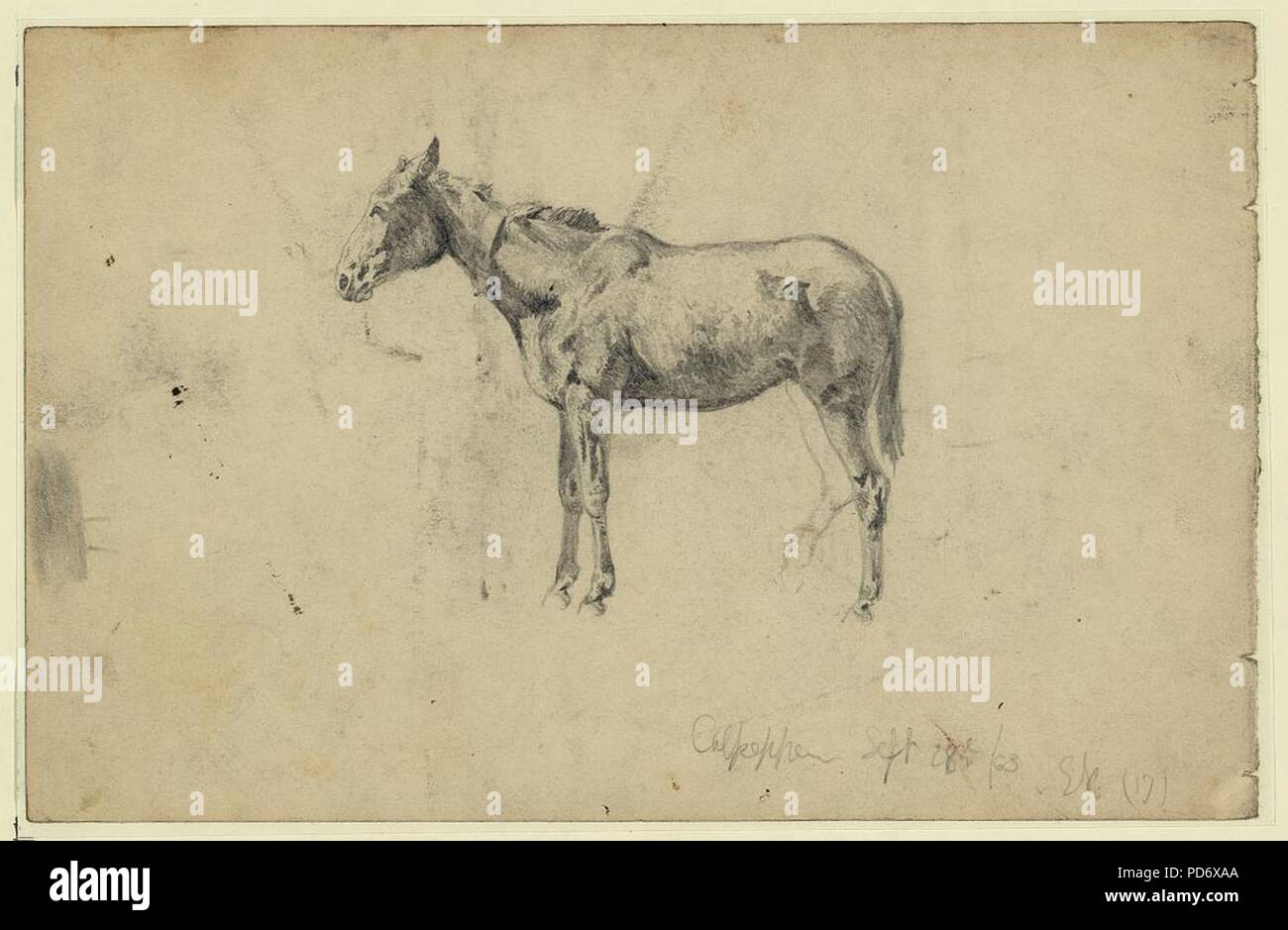 An army mule. September 28, 1863 Stock Photo