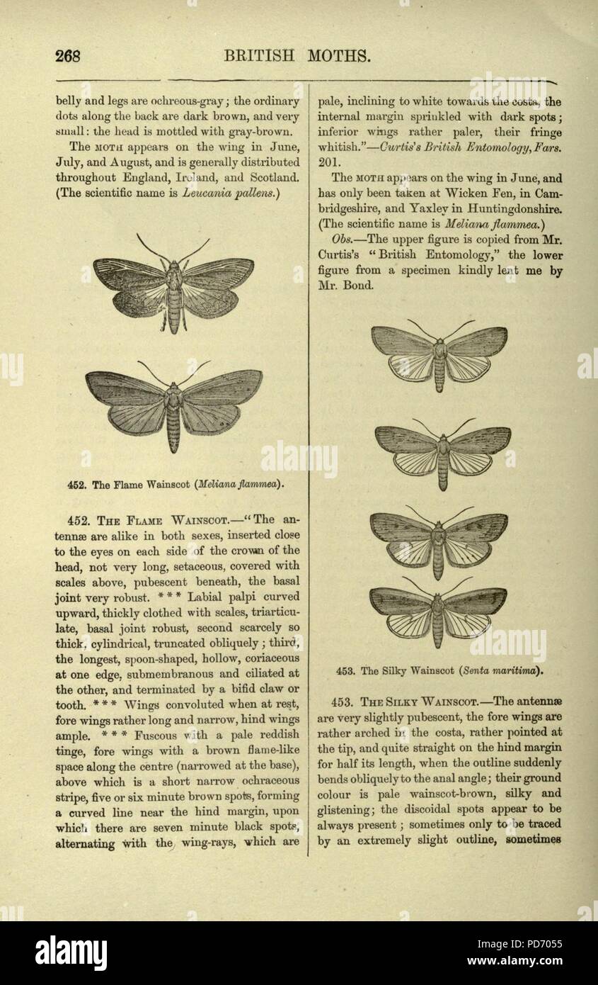 An illustrated natural history of British butterflies and moths (Page 268) Stock Photo