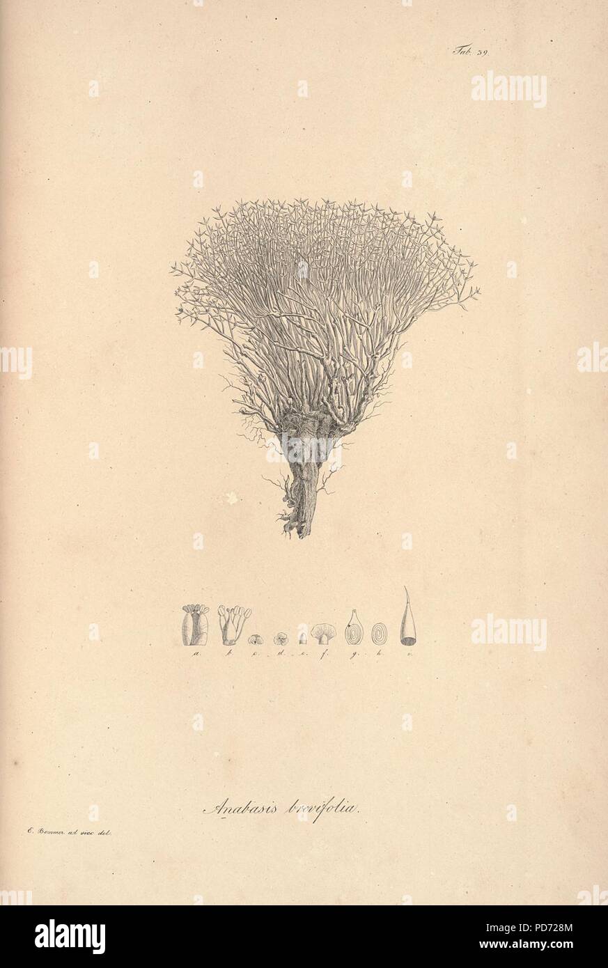 Anabasis brevifolia, Icones plantarum tab.39. Stock Photo