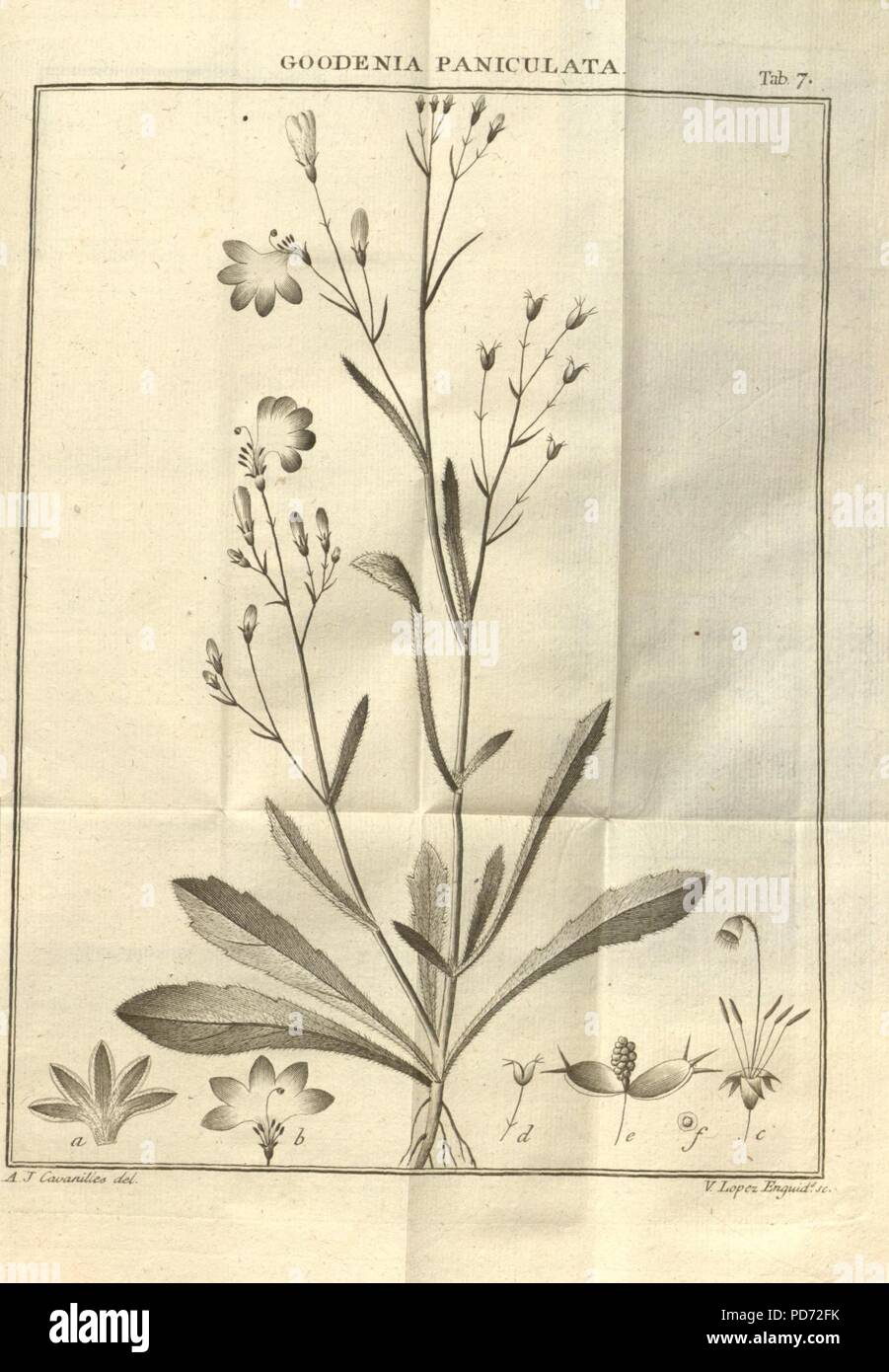 Anales de historia natural (Tab. 7 Stock Photo Alamy