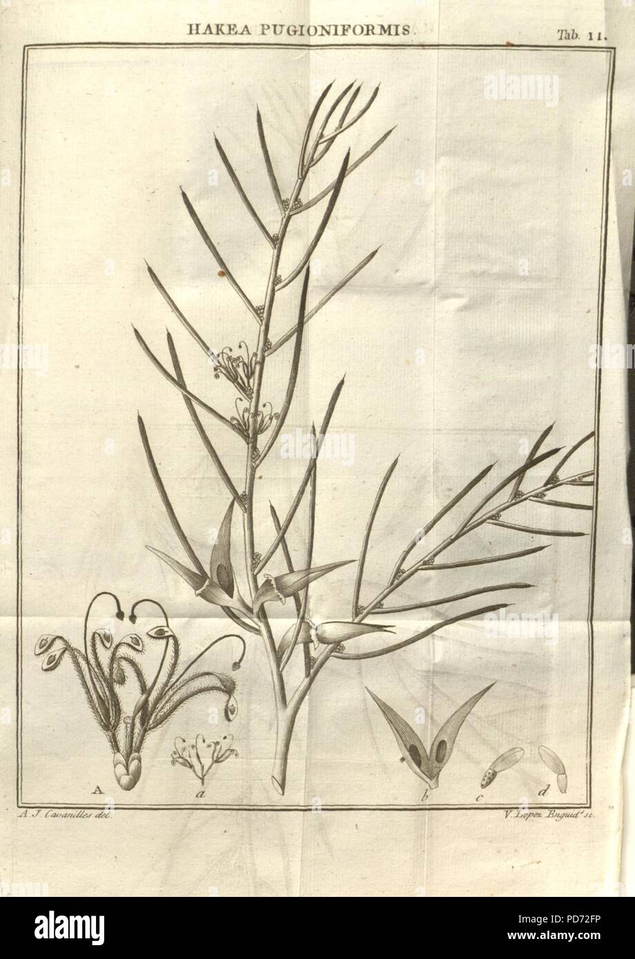 Anales de historia natural (Tab. 11 Stock Photo Alamy