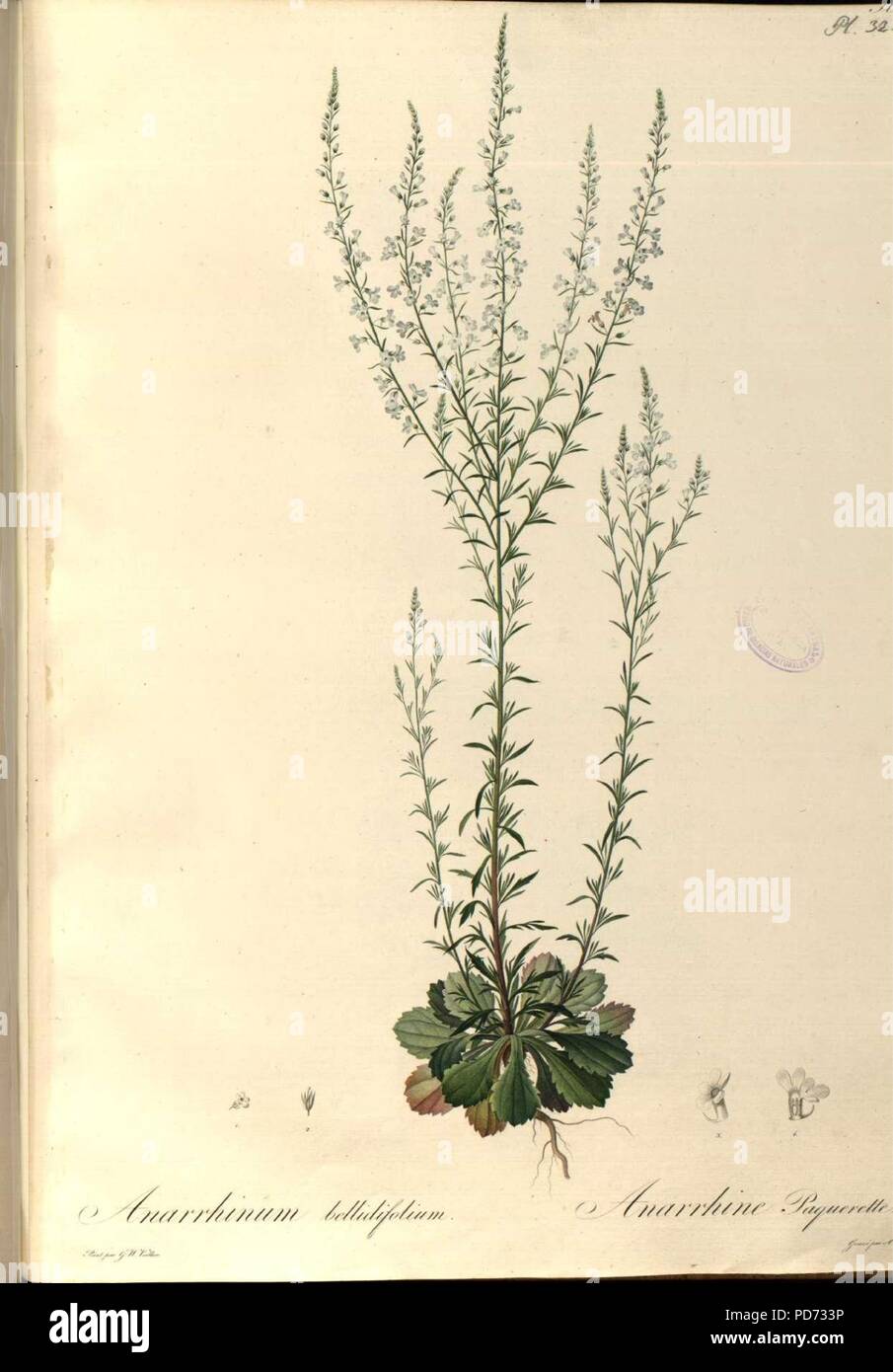 Anarrhinum bellidifolium - Flore portugaise... vol. 1 - t. 32. Stock Photo