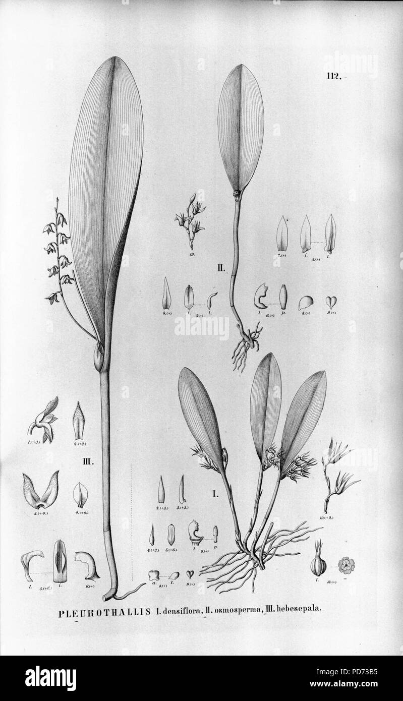 Anathallis obovata (as Pleurothallis densiflora and Pleurothallis osmosperma) - Stelis gelida. Stock Photo