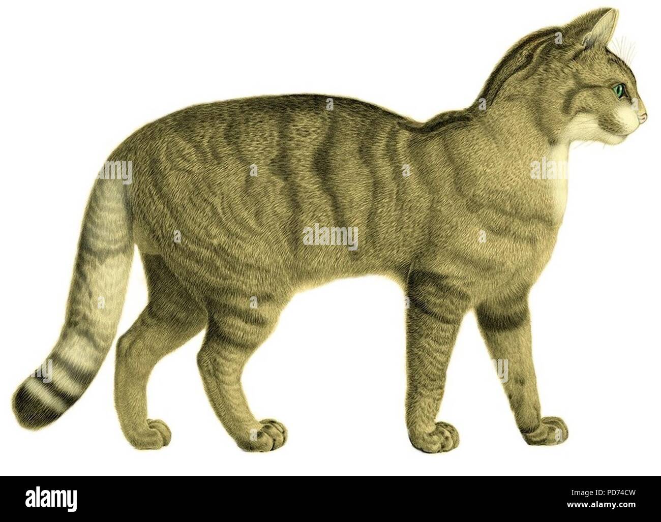 Anatomie descriptive et comparative du chat (1845) Pl-I (white background & colourised). Stock Photo