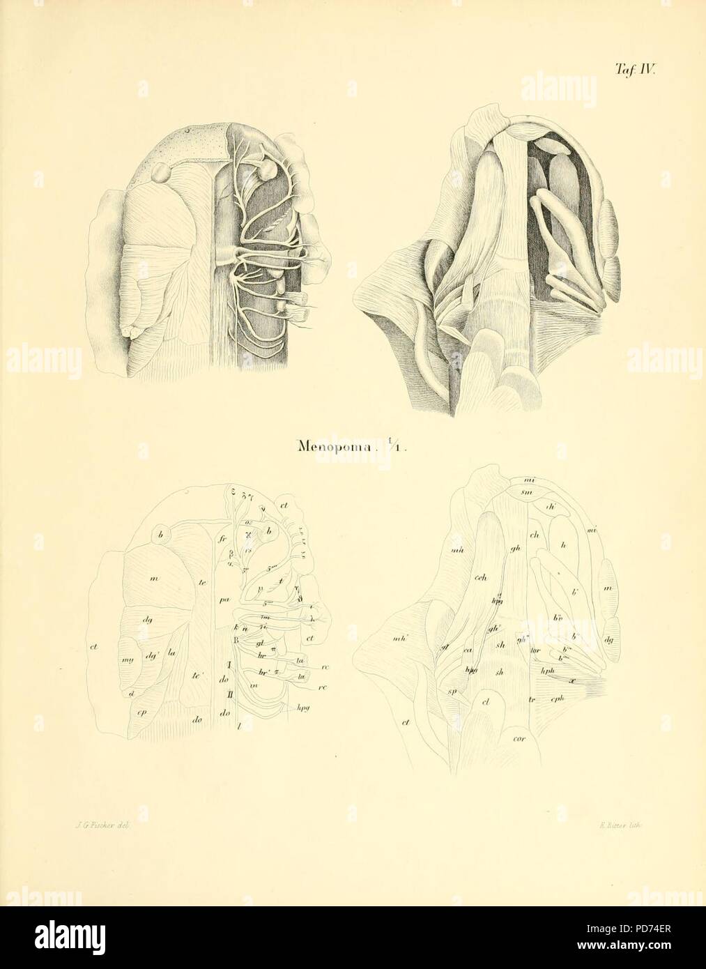 Anatomische abhandlungen über die perennibranchiaten und derotremen (Taf. IV) Stock Photo
