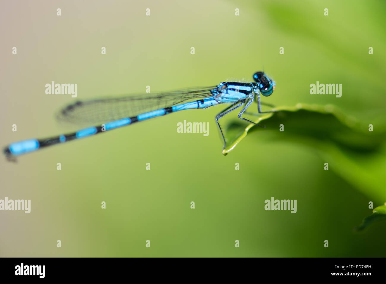 Macro of a dragonfly Stock Photo - Alamy