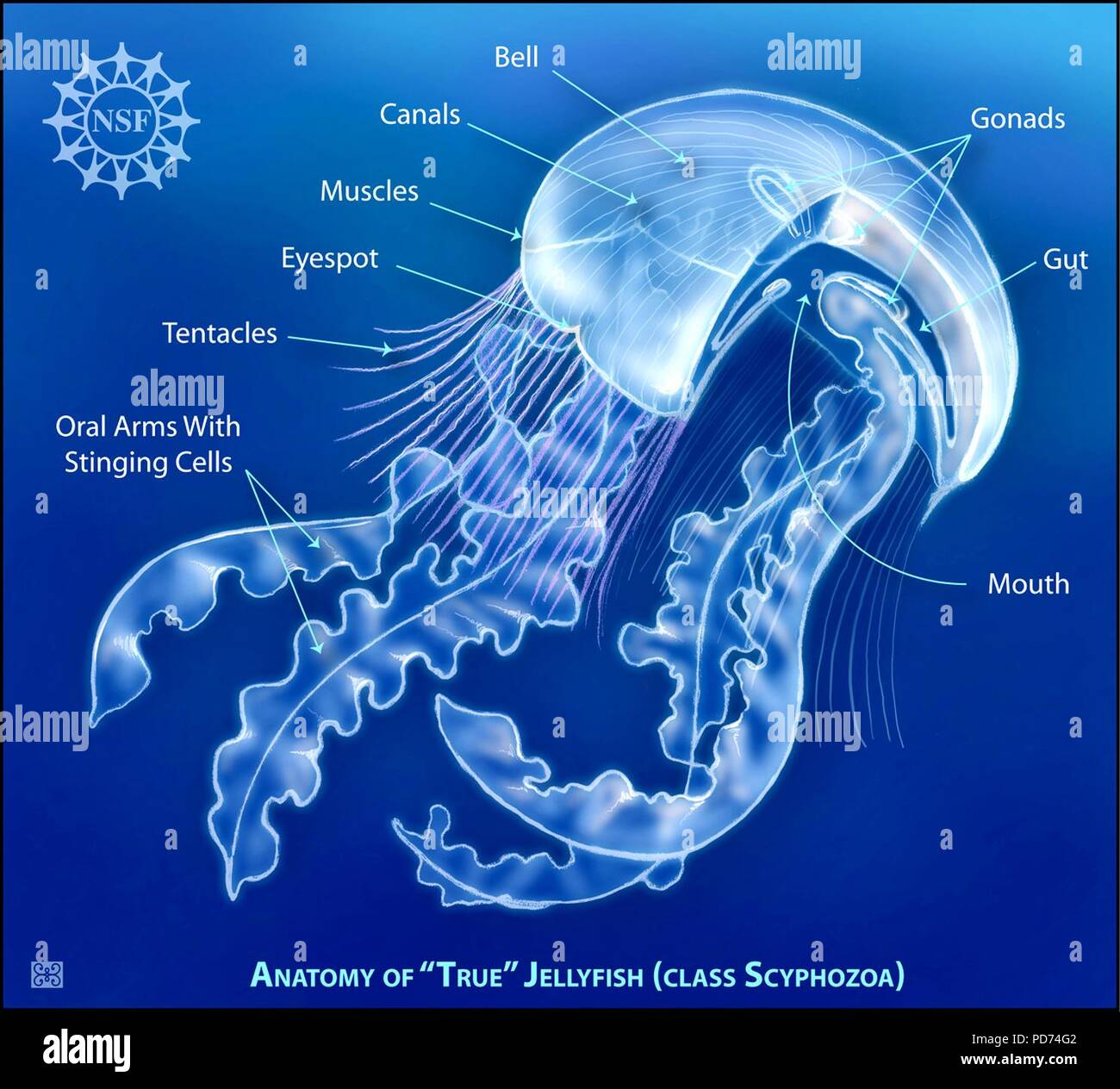 Anatomy of ‘true‘ jellyfish (class Scyphozoa). Stock Photo