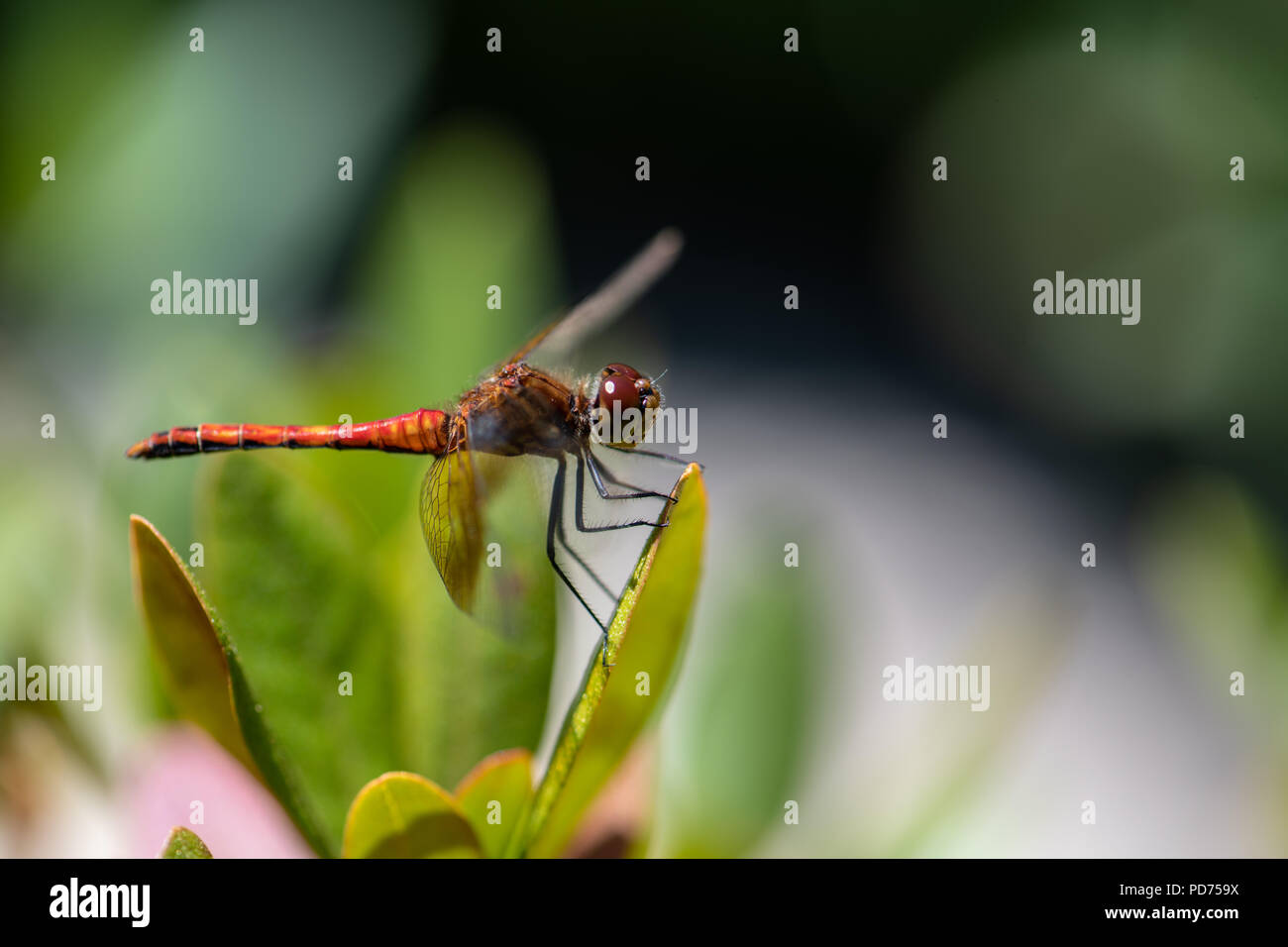 Macro of a dragonfly Stock Photo - Alamy