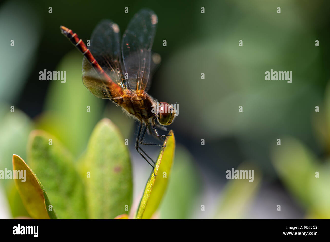 Macro of a dragonfly Stock Photo - Alamy