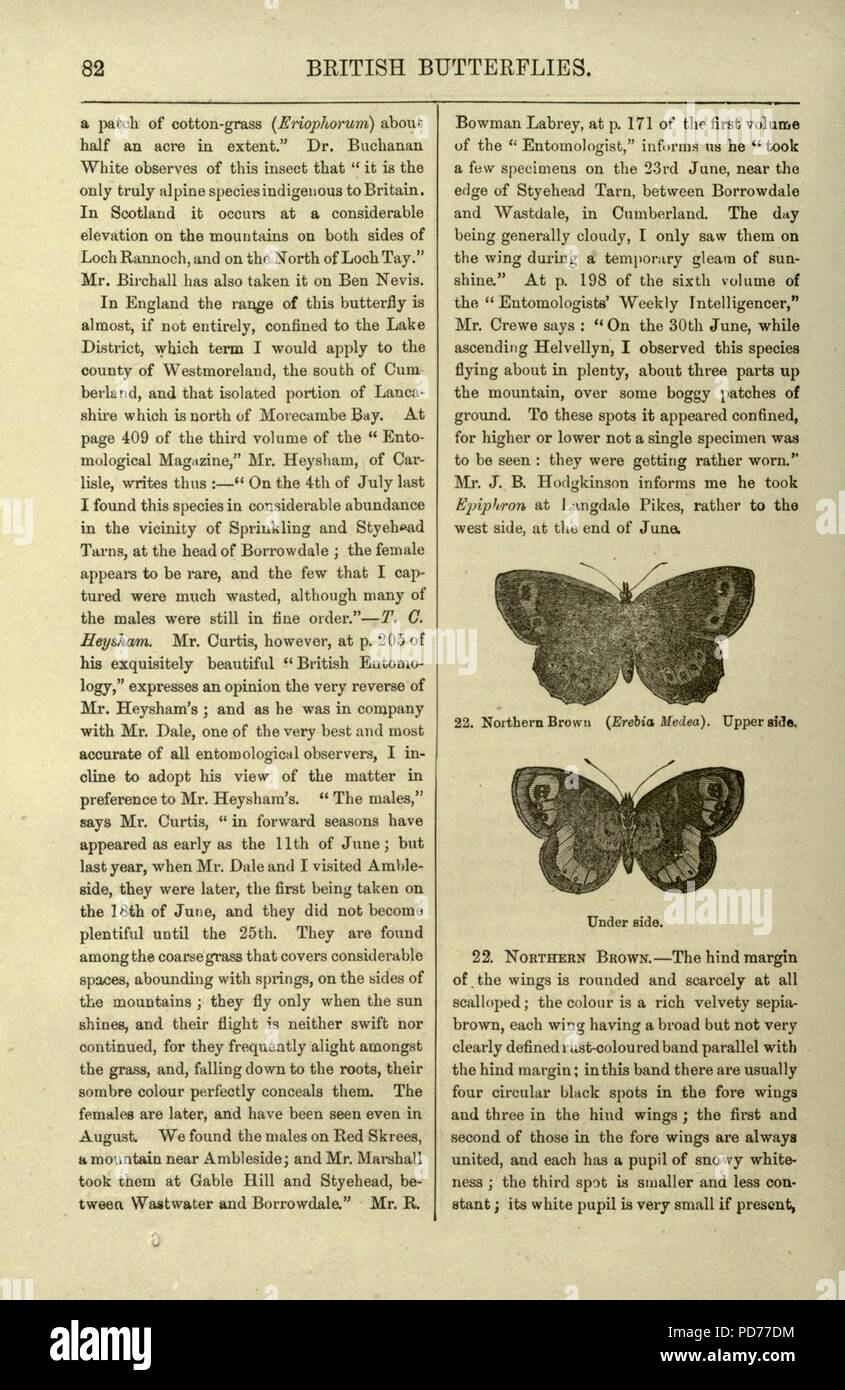 An illustrated natural history of British butterflies and moths (Page 82) Stock Photo