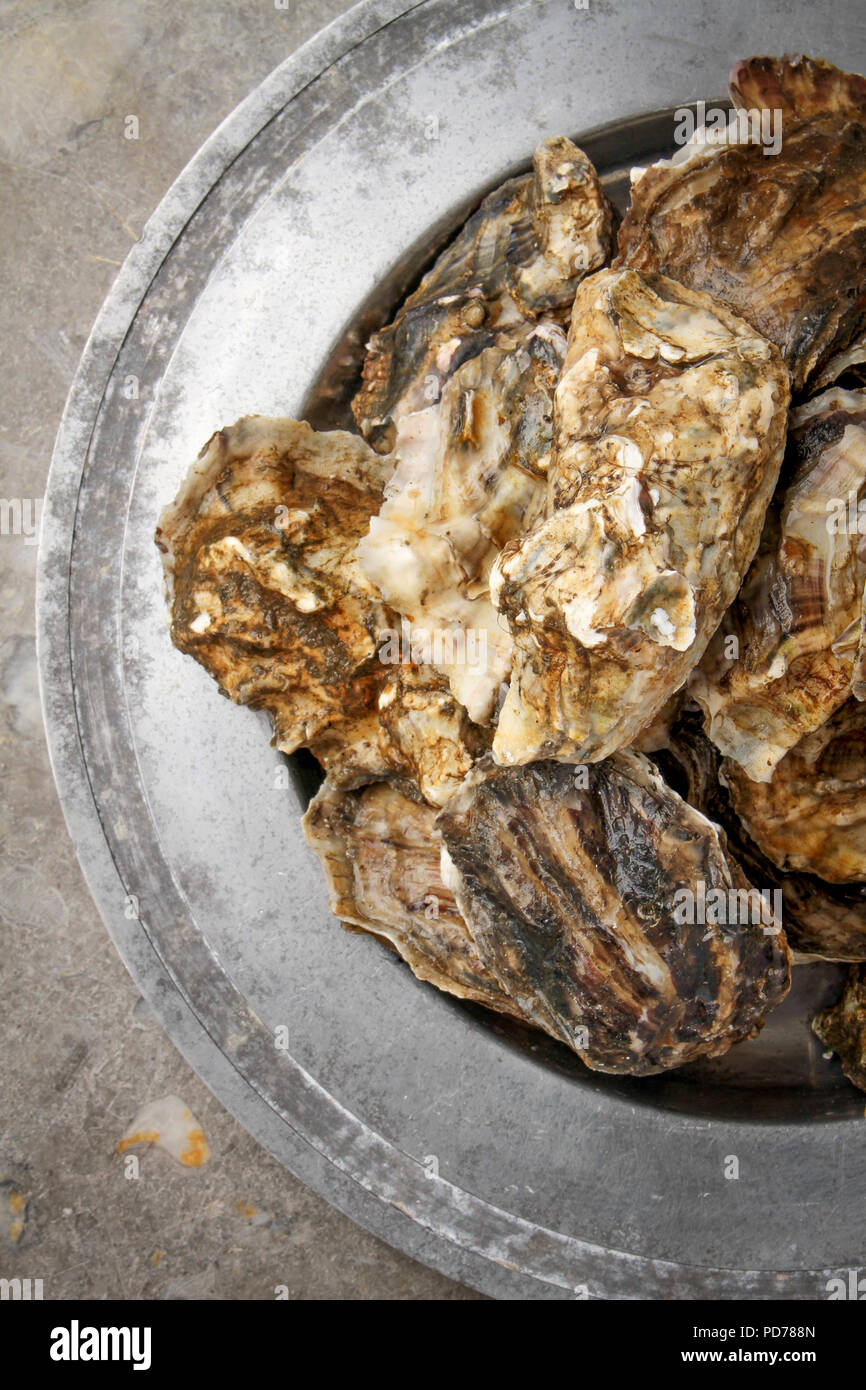 fresh live oysters Stock Photo Alamy