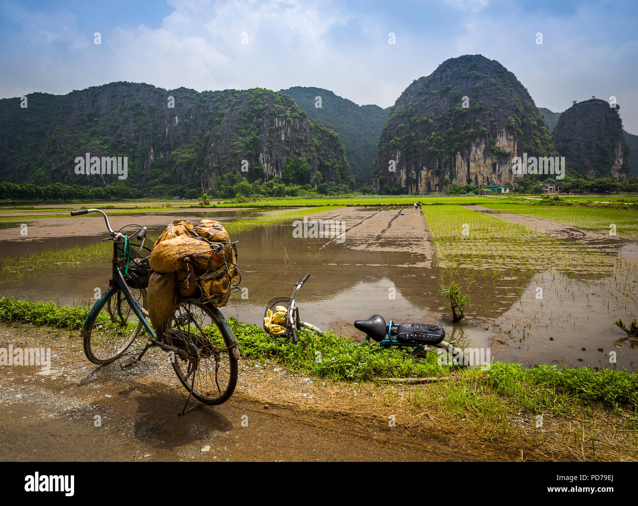 Rice Field Workers Planting at Tam Coc Stock Photo