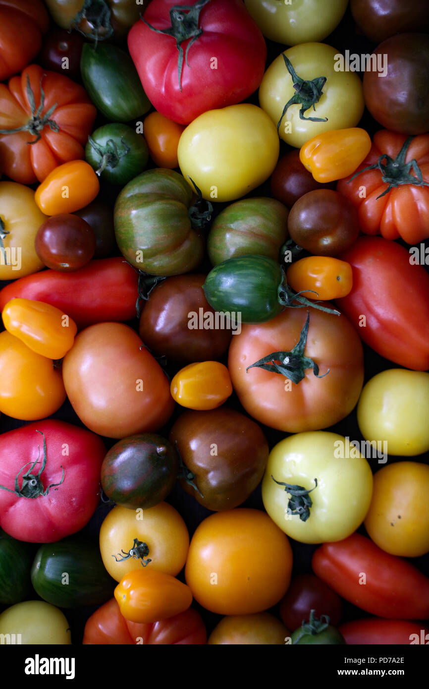 mixed heritage tomatoes Stock Photo Alamy