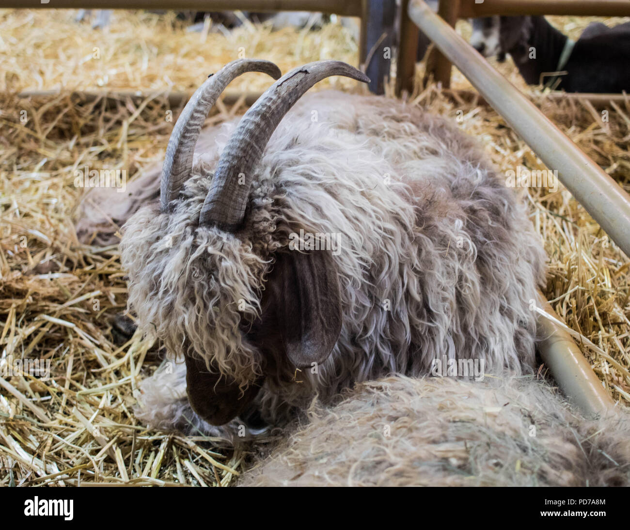 Black long haired male goat over blur background  CanStock