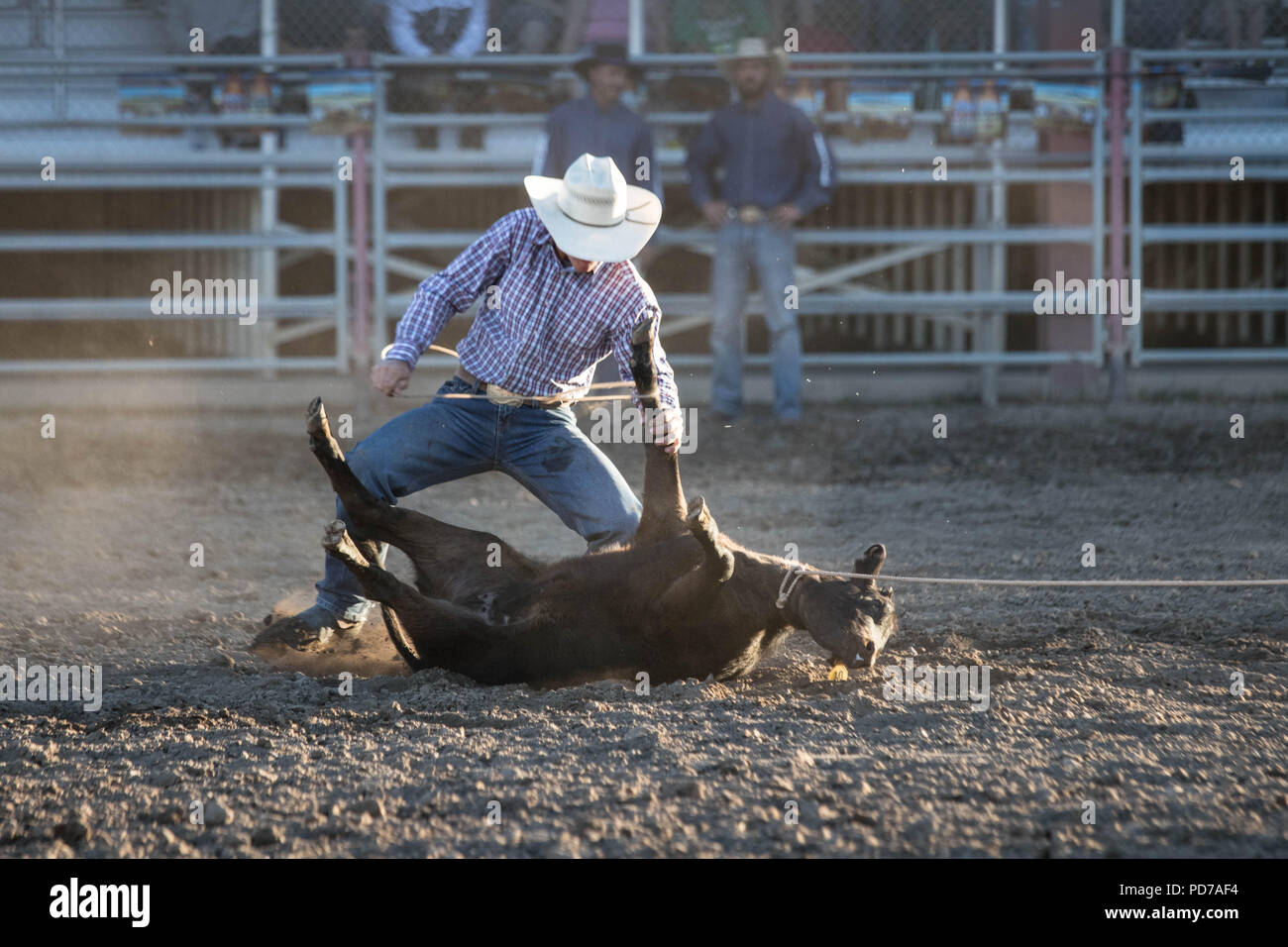 A cowboy successfully captures a calf during the tie-down competition at the 2018 Deschutes County Fair Rodeo. Stock Photo
