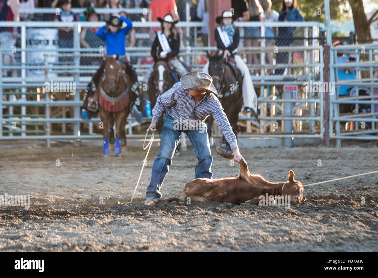A cowboy successfully captures a calf during the tie-down competition at the 2018 Deschutes County Fair Rodeo. Stock Photo