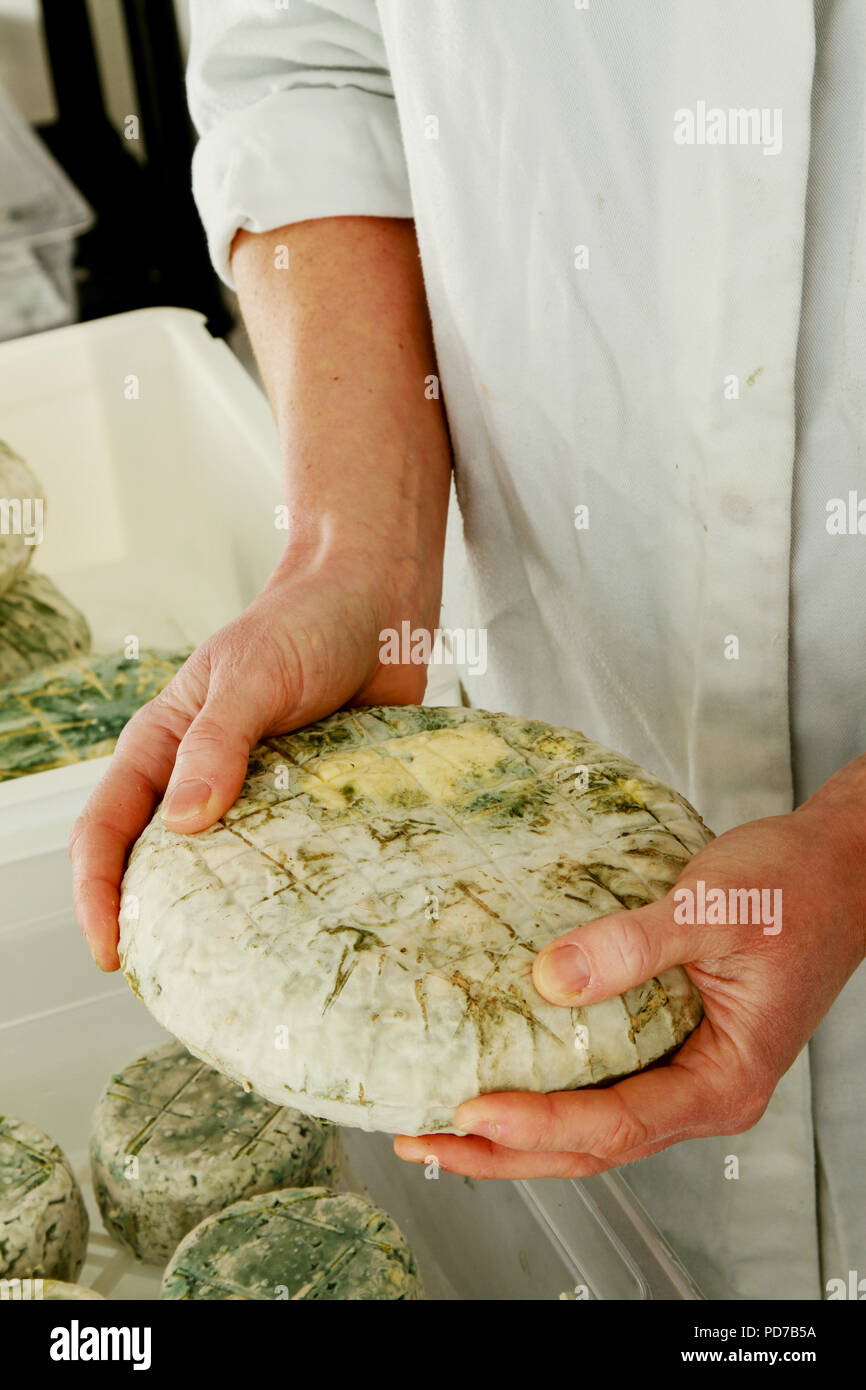 Cheese maker hi-res stock photography and images - Alamy