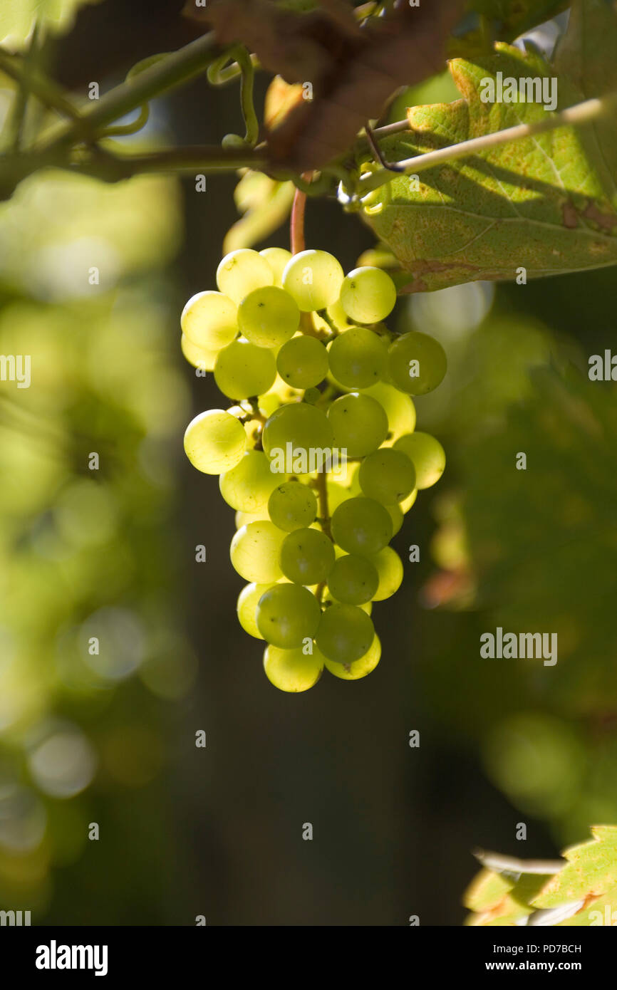 Fonthill Gifford Vineyard Stock Photo Alamy