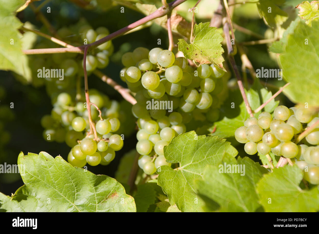 Fonthill Gifford Vineyard Stock Photo Alamy