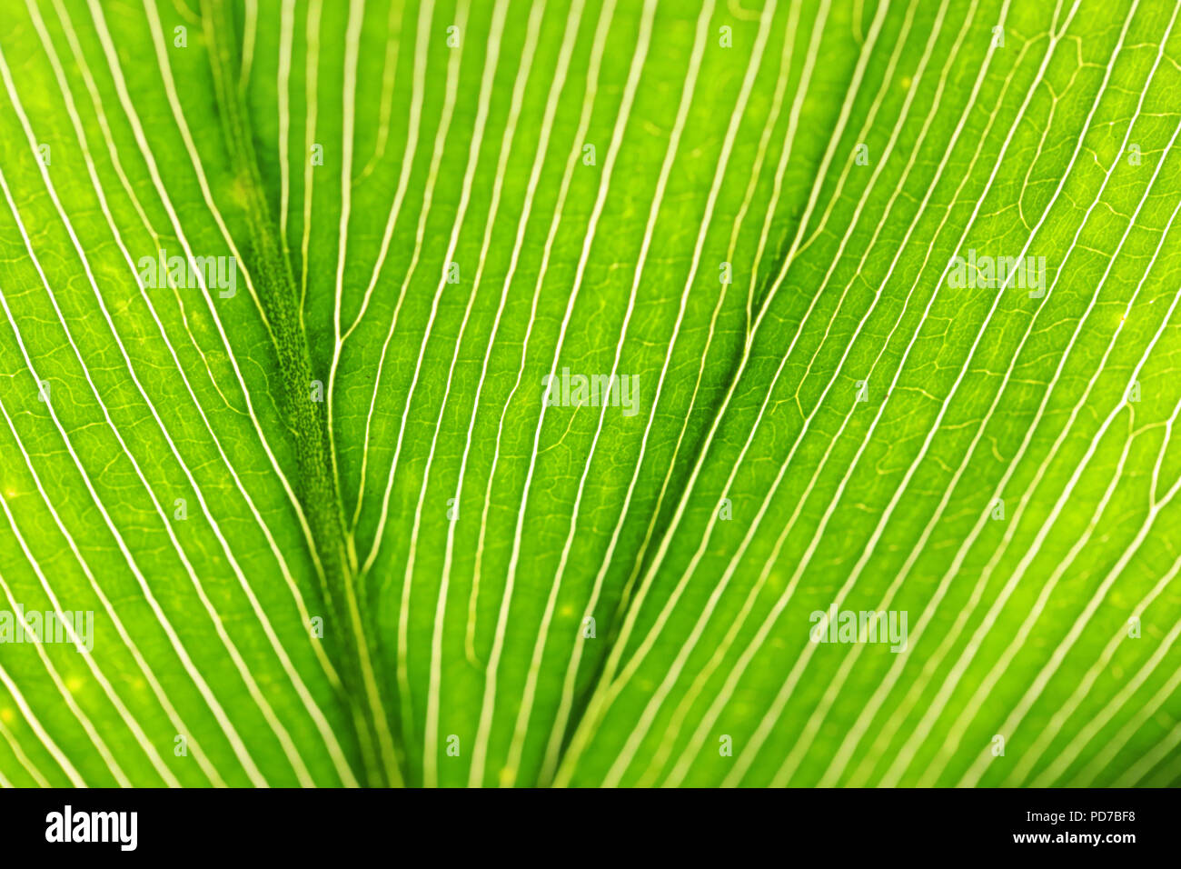 macro image of a highly patterned green leaf structure. Veins and lines in a leaf. Stock Photo
