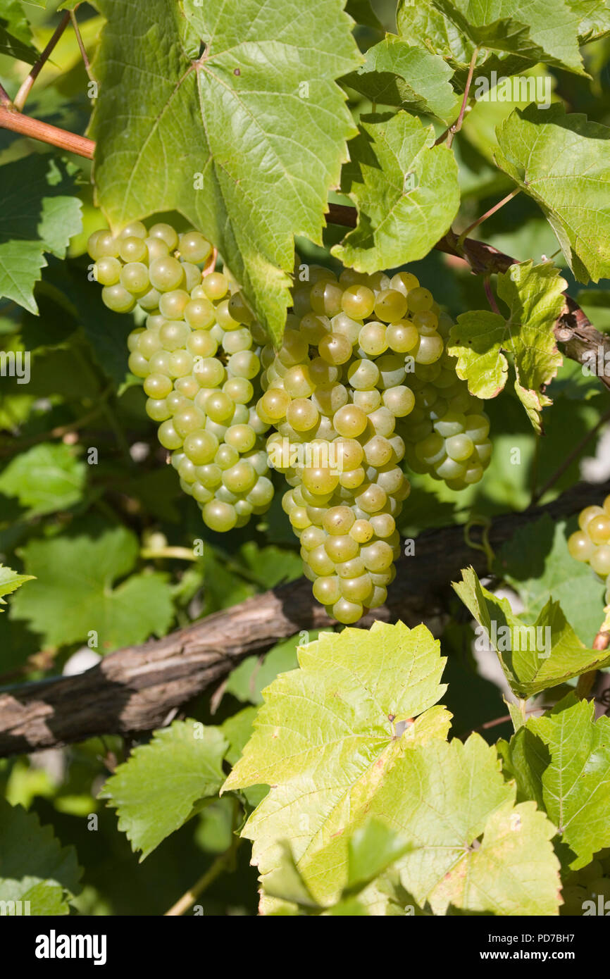 Fonthill wiltshire hires stock photography and images Alamy