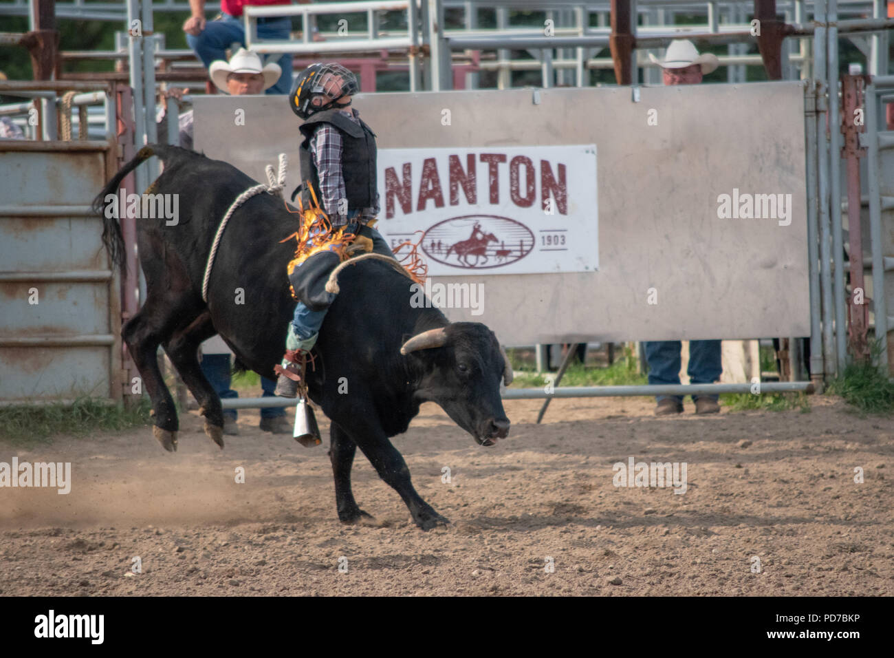 Young boy competes in the steer riding competition at the Nanton Nite ...