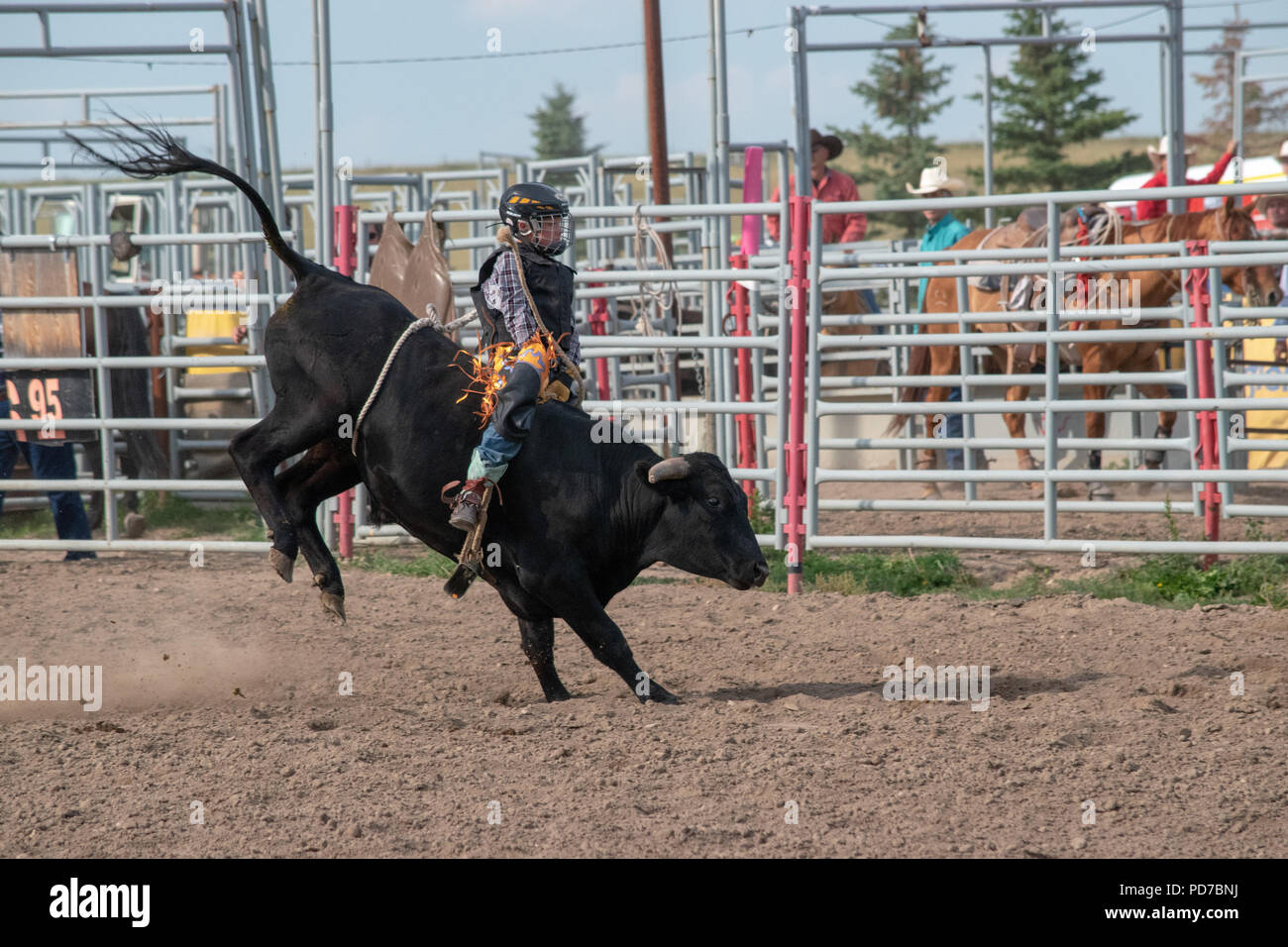 Nanton Pro Rodeo Young boy competes in the steer riding competition at the Nanton Nite ...