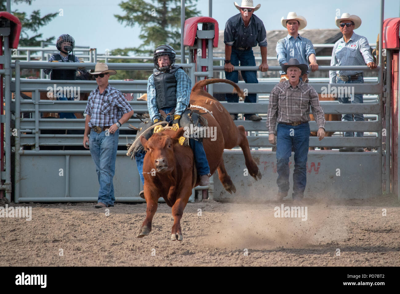 Young boy competes in the steer riding competition at the Nanton Nite ...