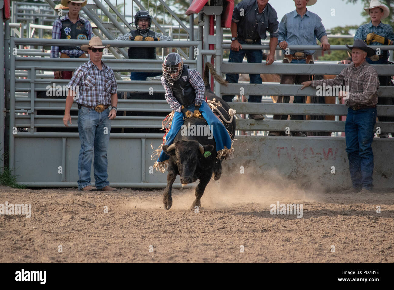 Young boy competes in the steer riding competition at the Nanton Nite ...