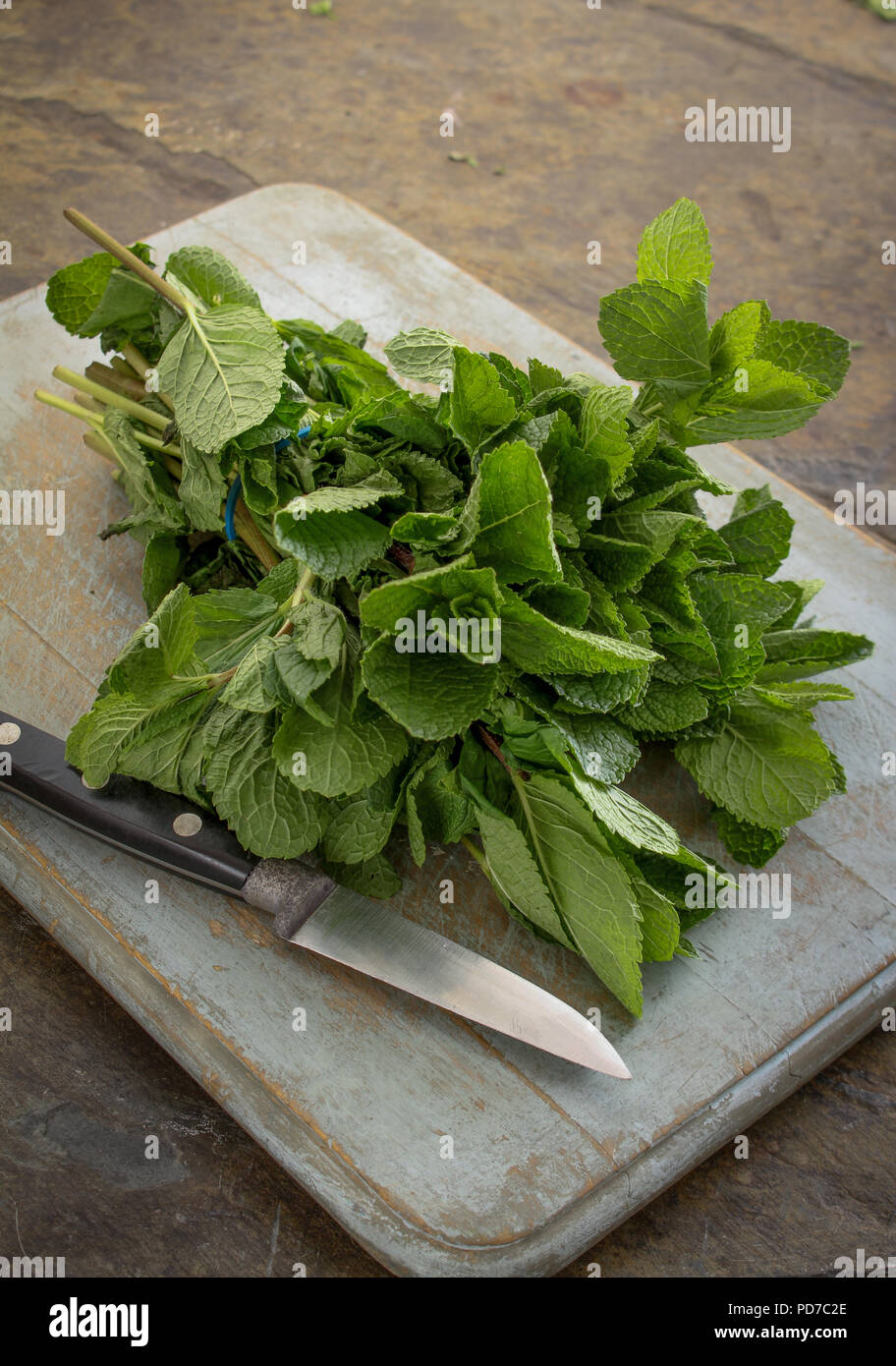 preparing fresh mint herb Stock Photo Alamy
