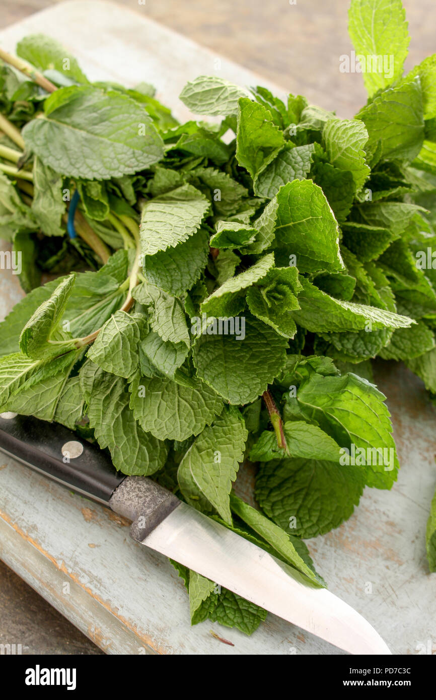 preparing fresh mint herb Stock Photo Alamy