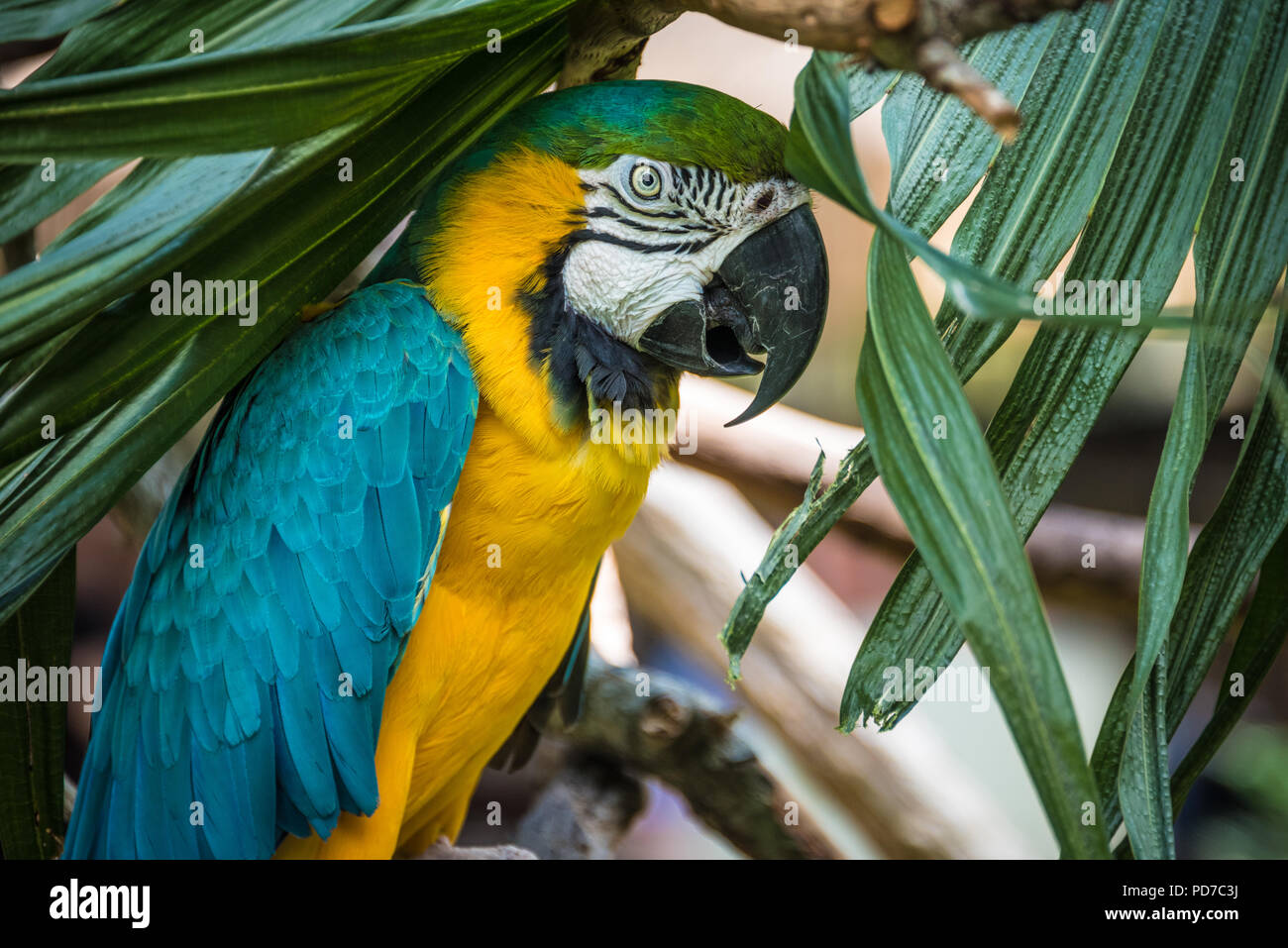 A colorful blue-and-yellow macaw (also known as a blue-and-gold macaw) at the St. Augustine Alligator Farm Zoological Park in St. Augustine, FL. (USA) Stock Photo