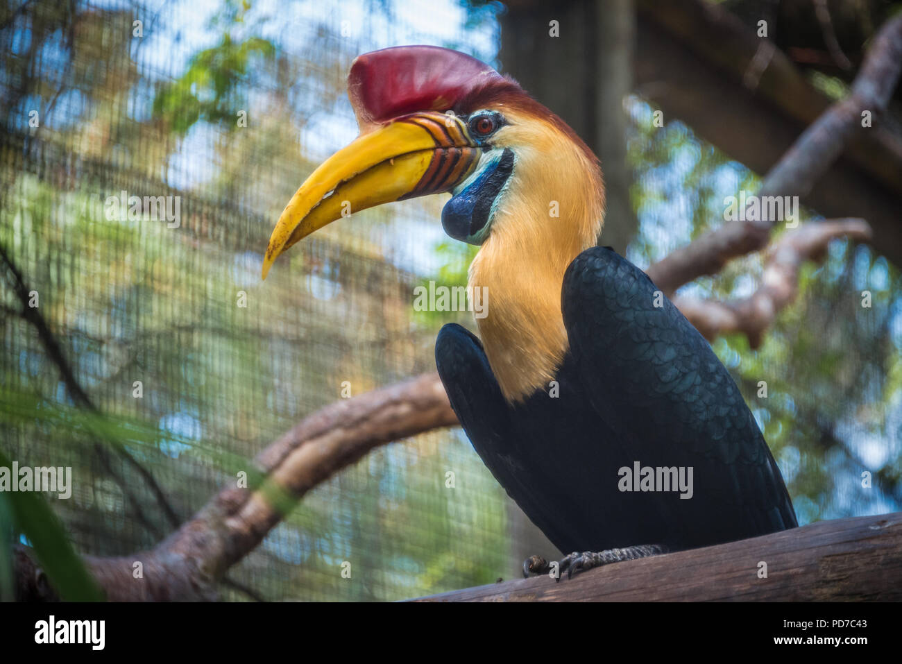 Colorful Sulawesi Red-Knobbed Hornbill (also known as Sulawesi wrinkled hornbill) at St. Augustine Alligator Farm Zoological Park in St. Augustine, Stock Photo