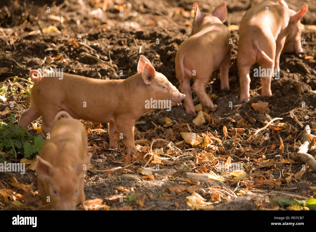Tamworth piglets Stock Photo