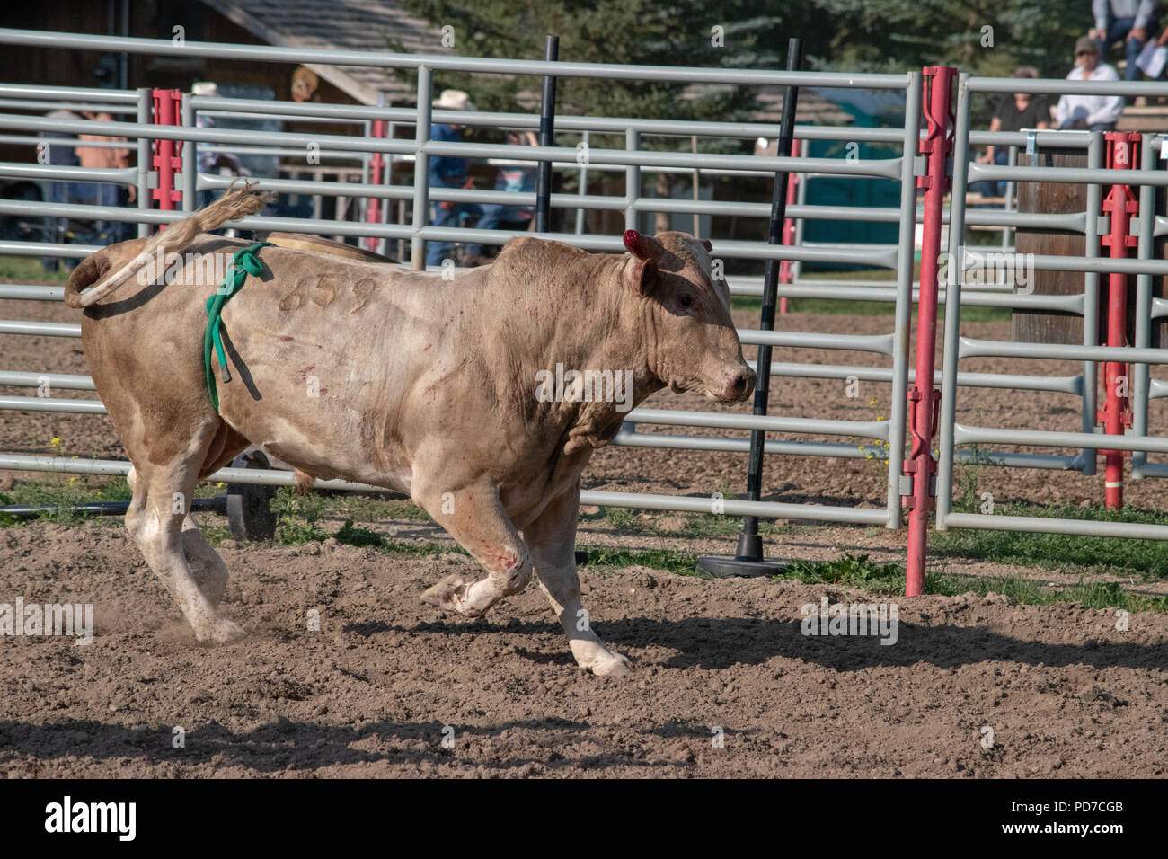 A bull rounds the corral after throwing off his rider in the Nanton ...