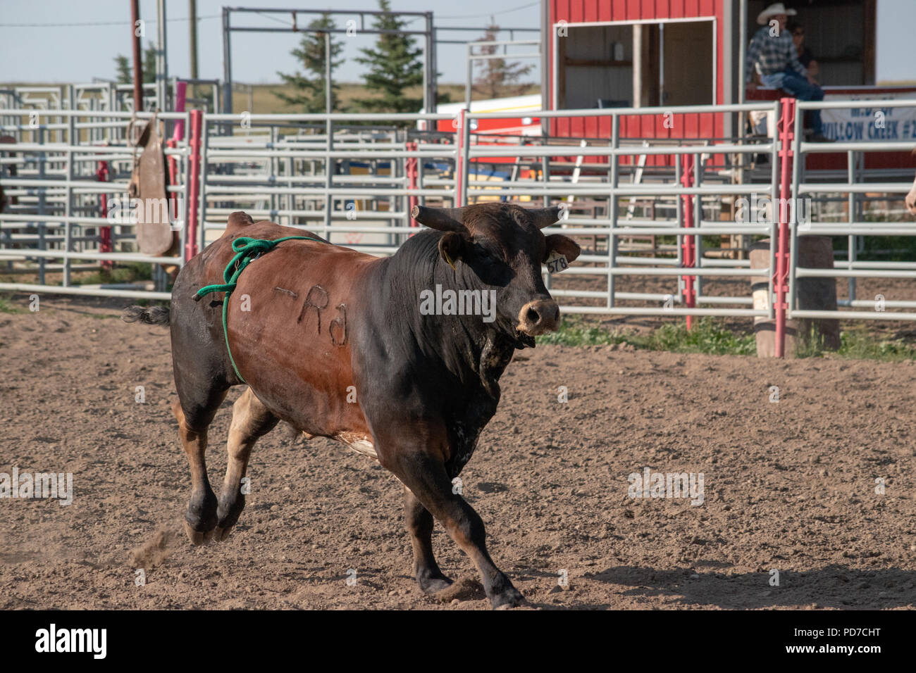 Canadian Rodeo Bulls Bull Riding Rodeo Alberta Canada Stock Photos & Bull Riding Rodeo ...