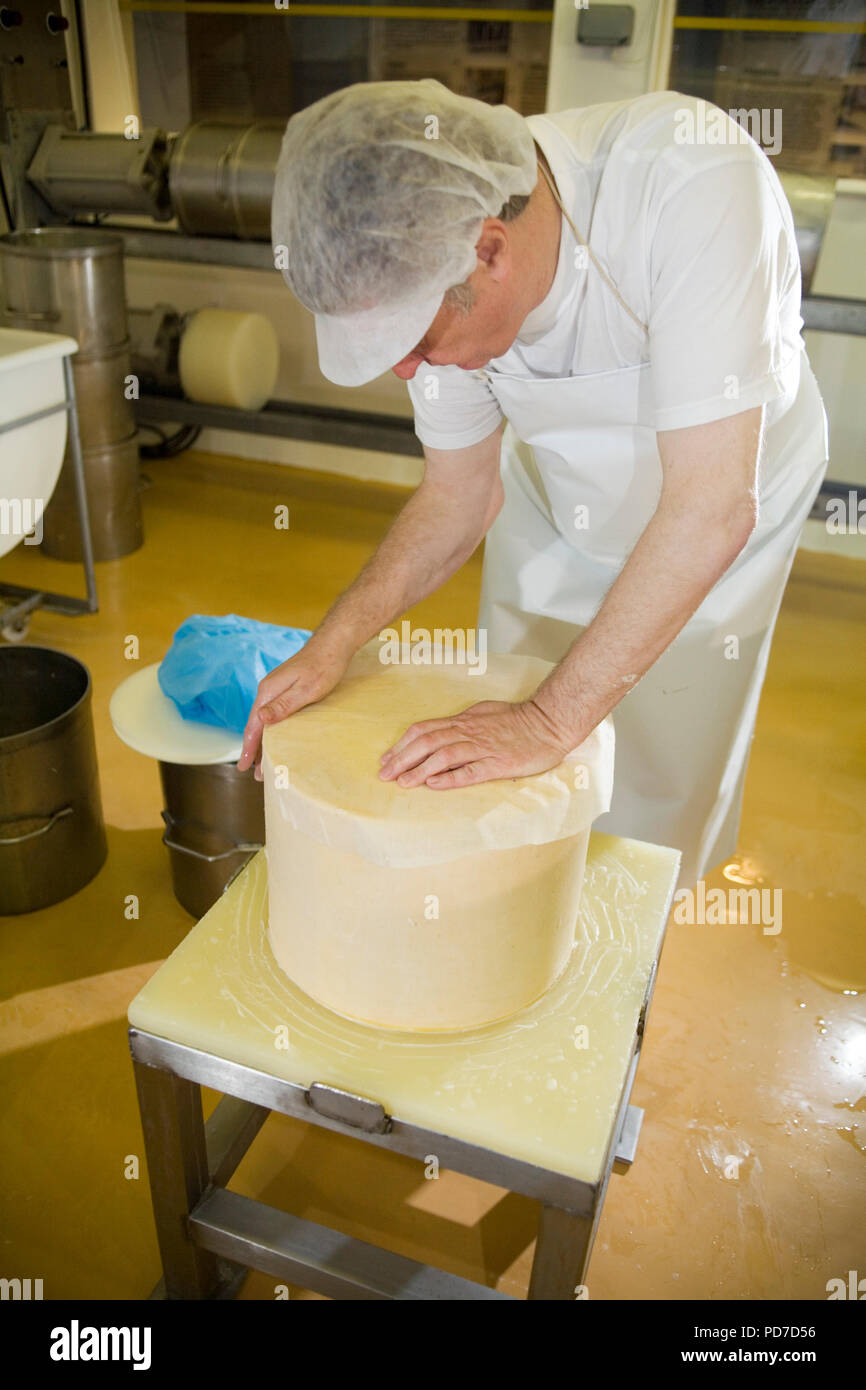 Cheddar cheese production Stock Photo Alamy