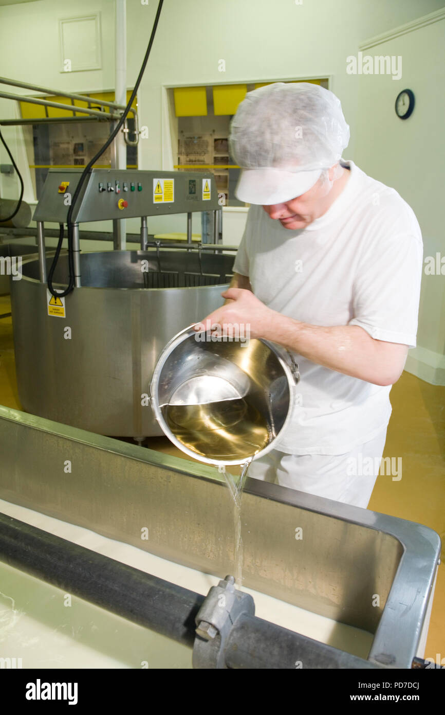 Cheddar cheese production adding Stock Photo Alamy