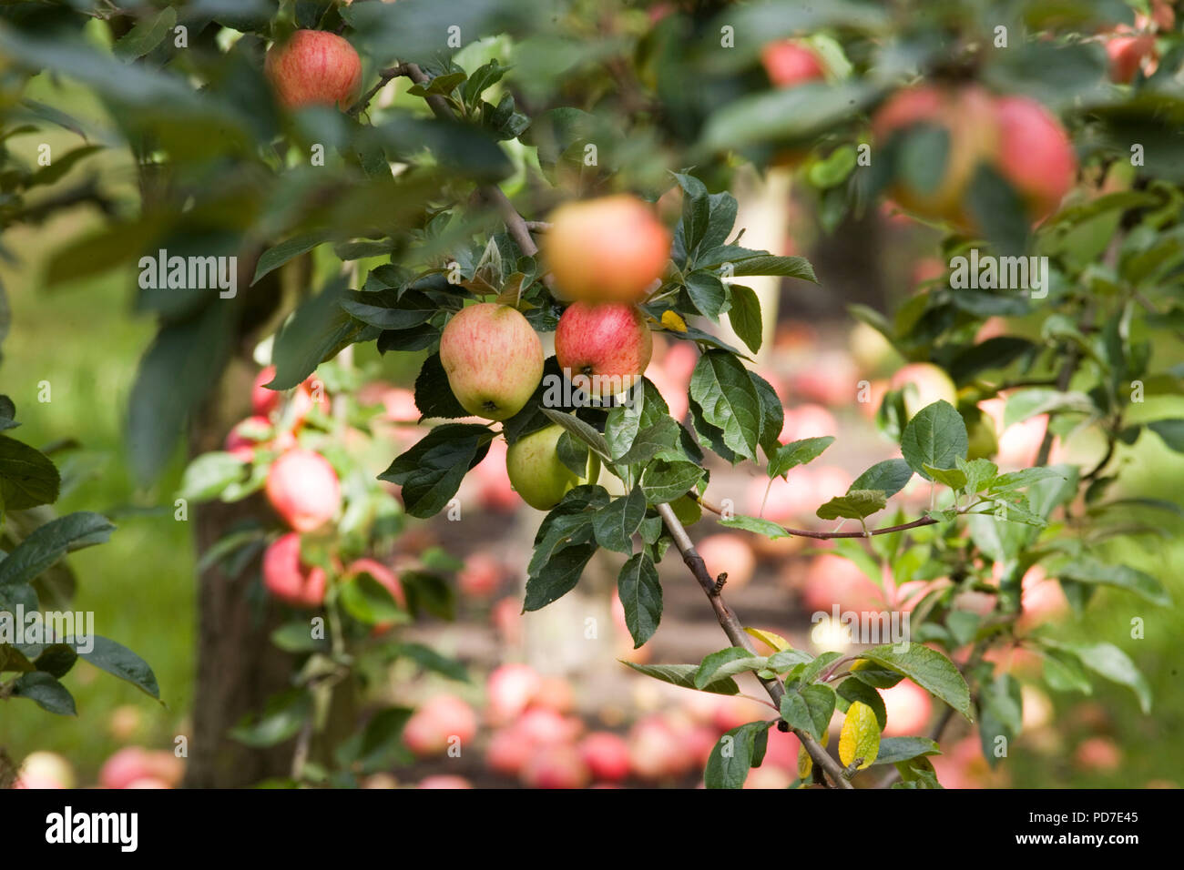 Apple Orchard Uk Crops High Resolution Stock Photography and Images - Alamy