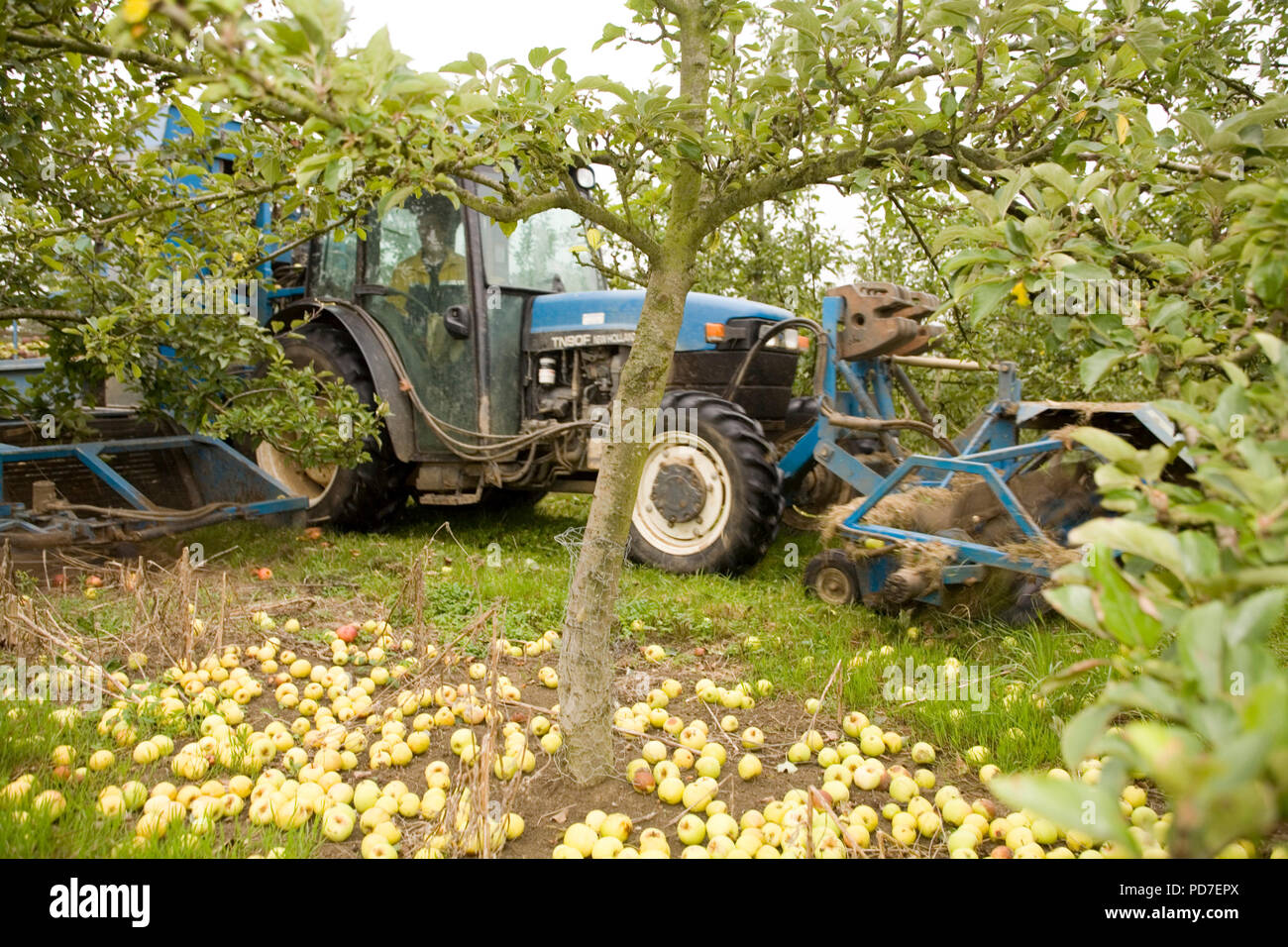 Cider Apple picking Stock Photo Alamy
